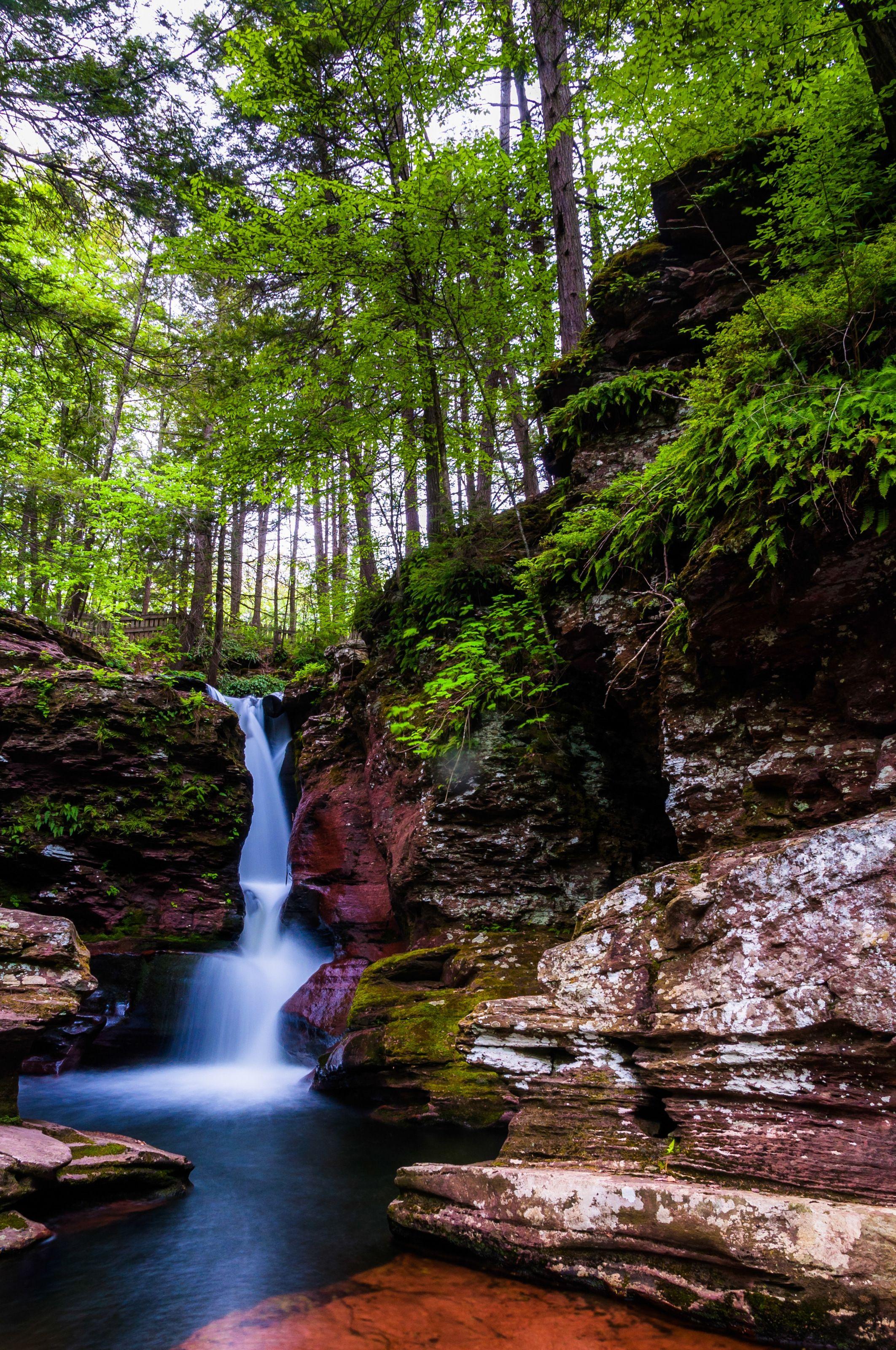 Tall Trees Wallpapers - Top Free Tall Trees Backgrounds - WallpaperAccess