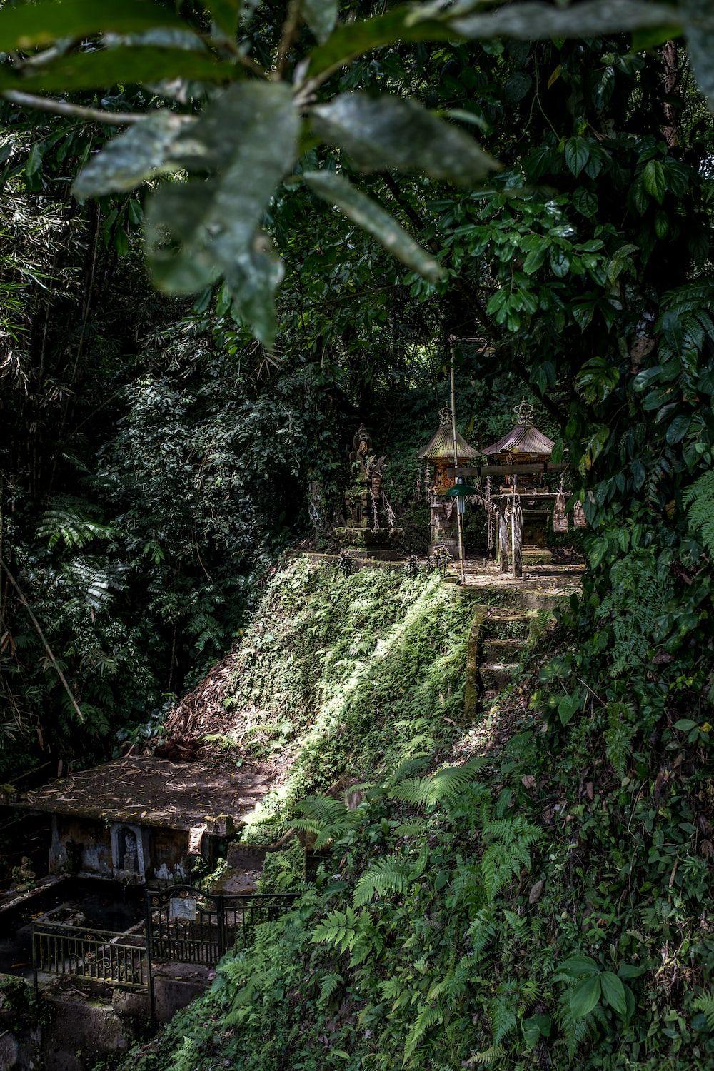 1000x1500 Jungle Temple Picture. Download Free Image