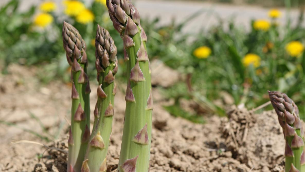 1186x667 Asparagus: How to Plant, Grow, and Harvest Asparagus. The Old Farmer's Almanac