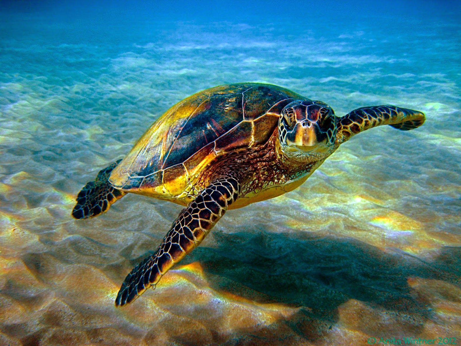 Cute Sea Turtle Wallpapers - Top Free Cute Sea Turtle Backgrounds ...