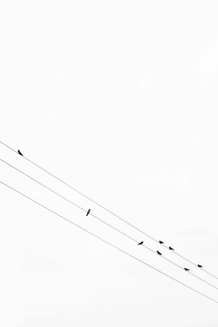 736x1104 iskiii: birds. Minimalist photography, Black wallpaper, Minimalist wallpaper