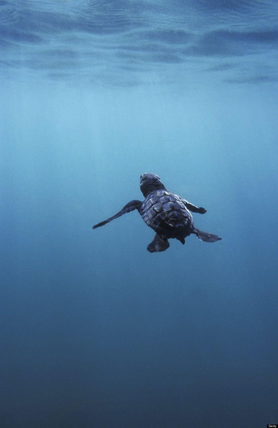 900x1384 Witnessing Majesty' With Dopey, Lovesick Sea Turtles (PHOTOS). wild