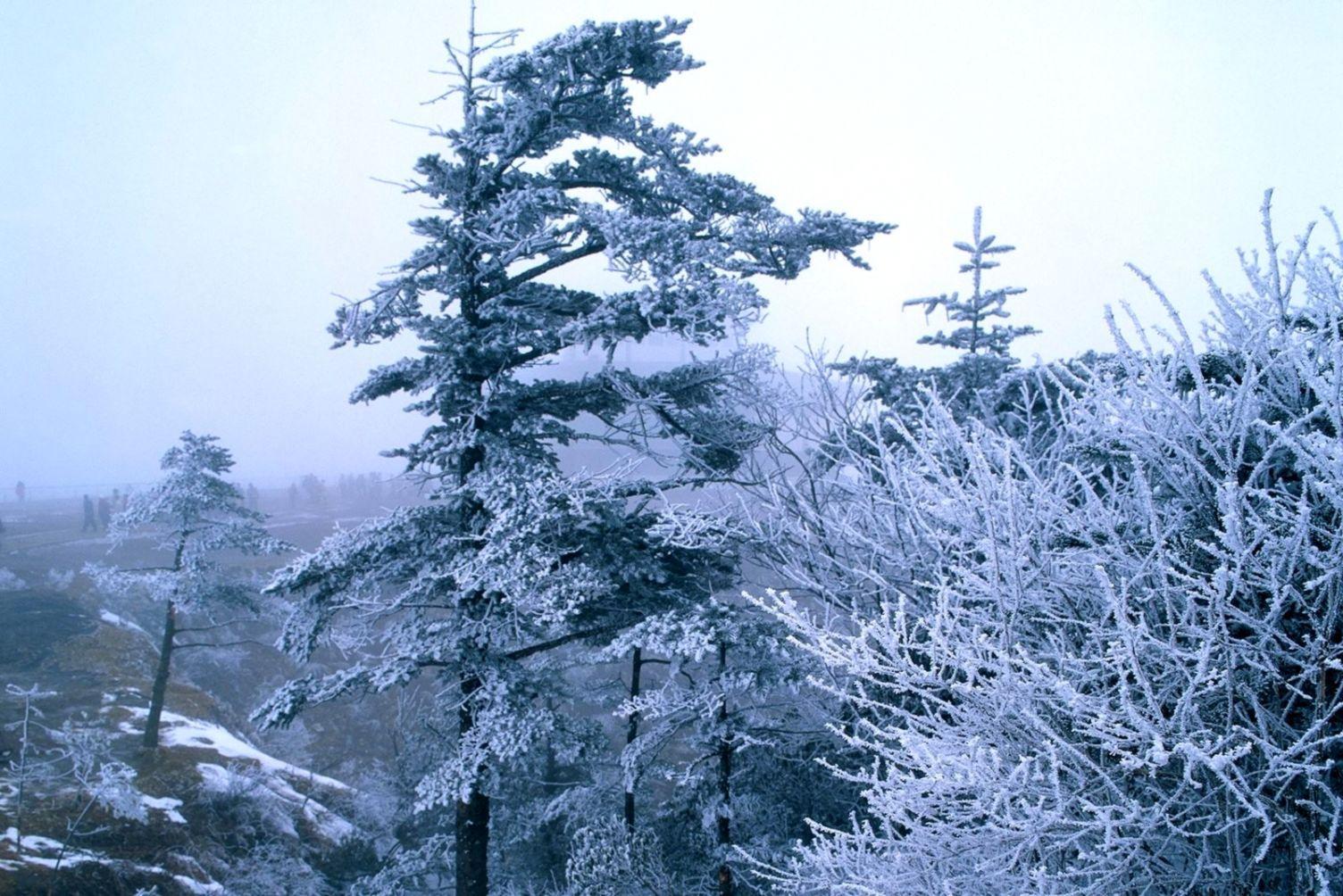1504x1004 Chinese Nature New Year Free HD Wallpaper Download