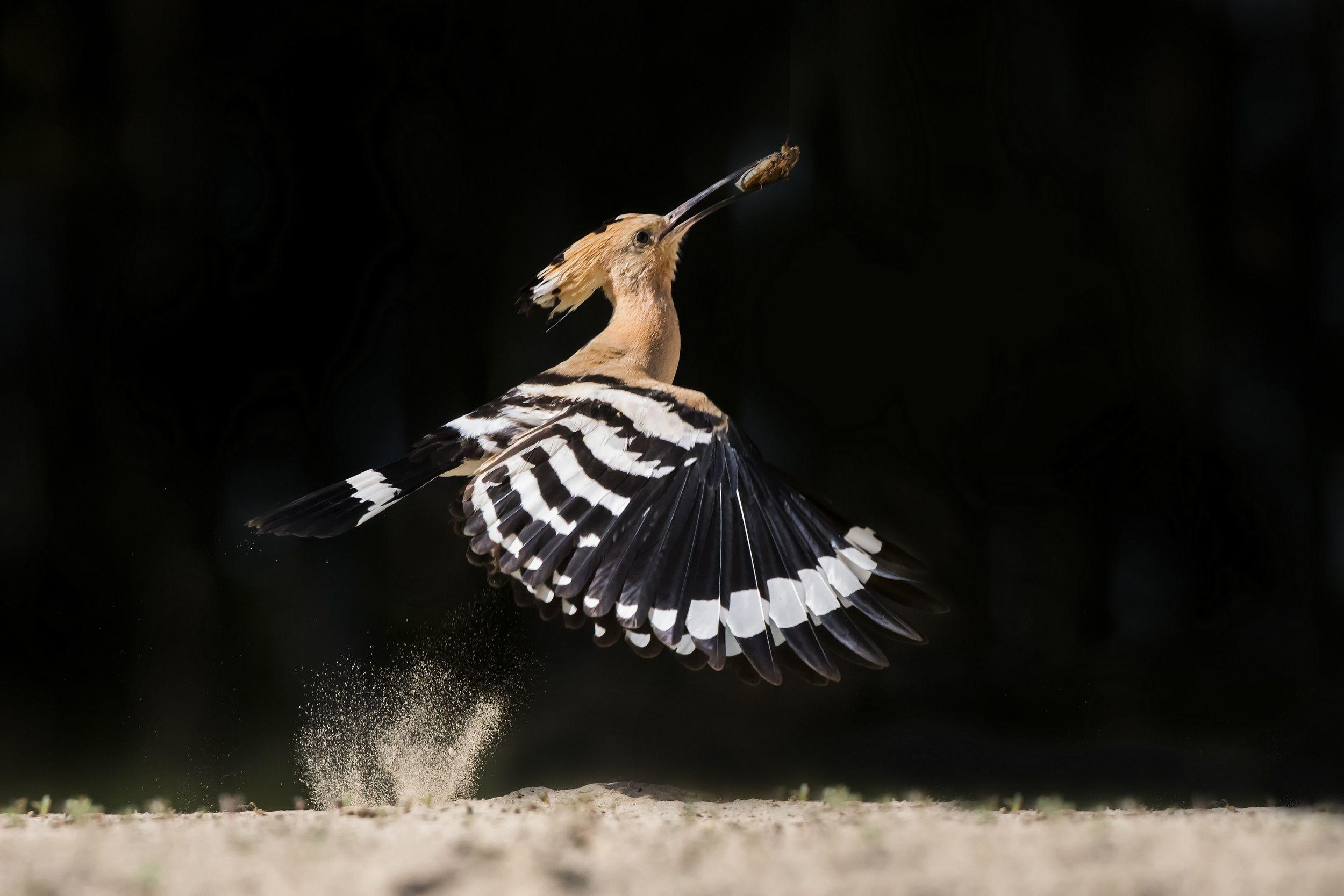 2500x1667 A Hoot