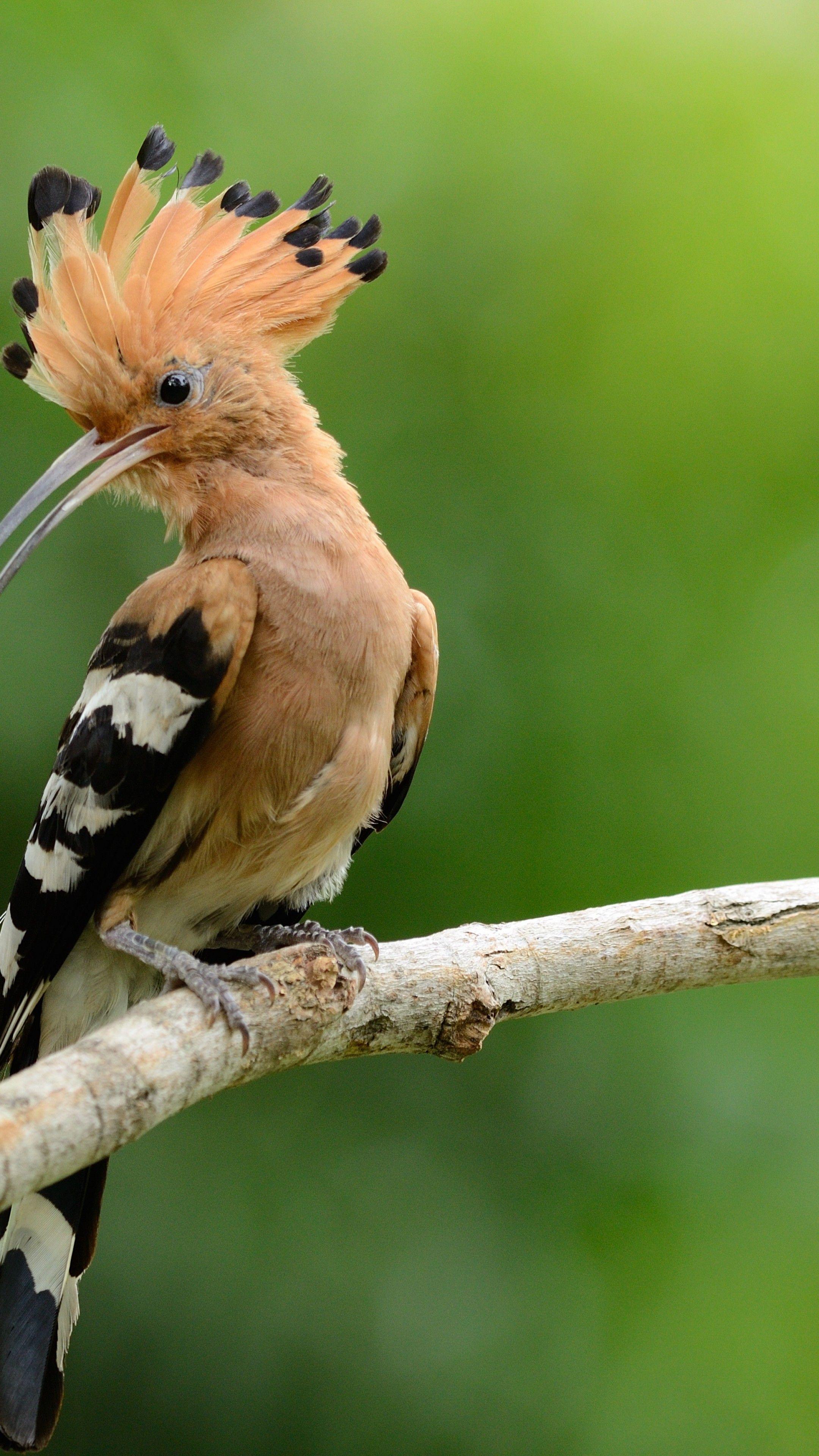 Hoopoe Wallpapers Top Free Hoopoe Backgrounds WallpaperAccess