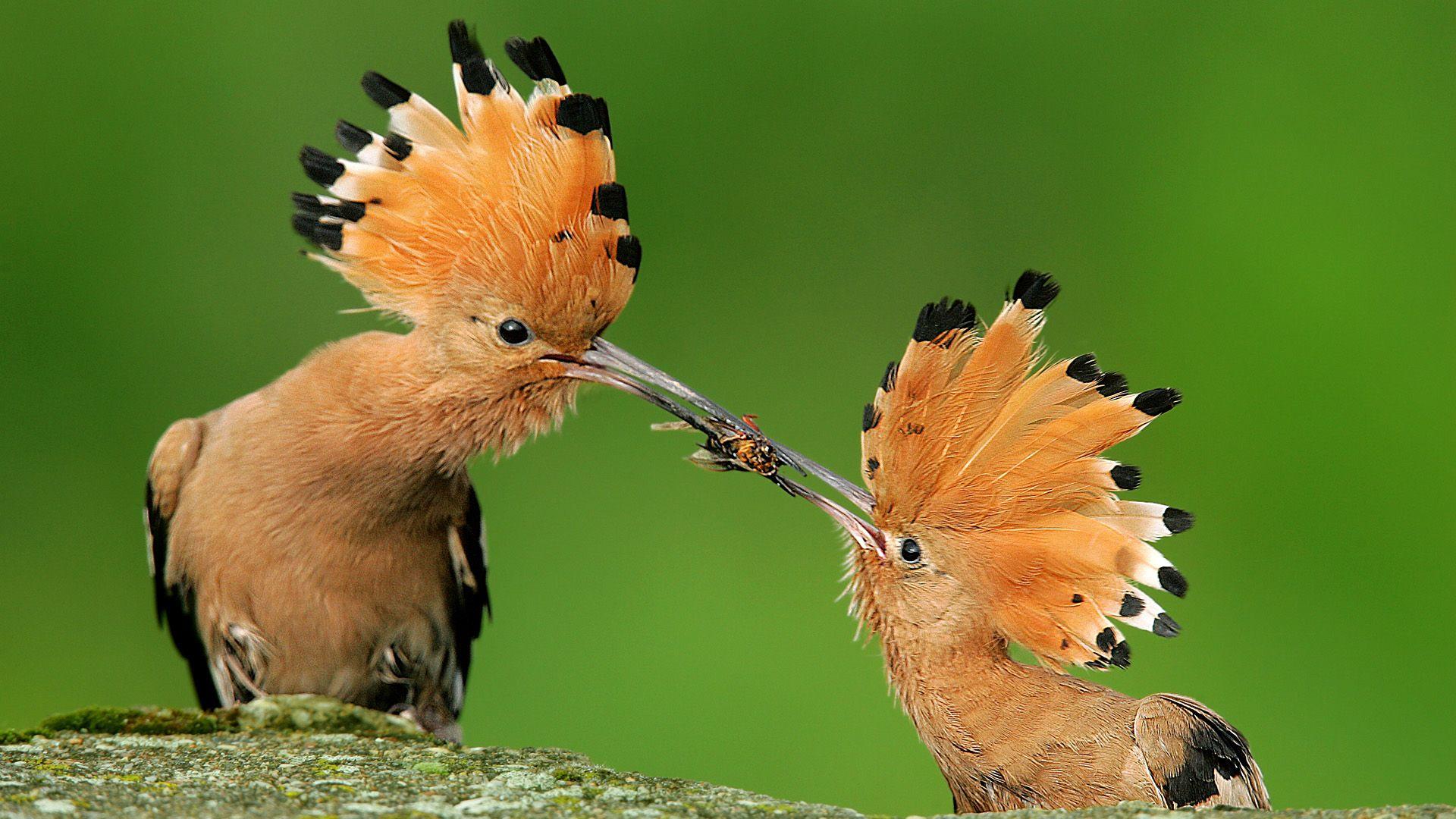 1920x1080 Hoopoe HD Wallpaper