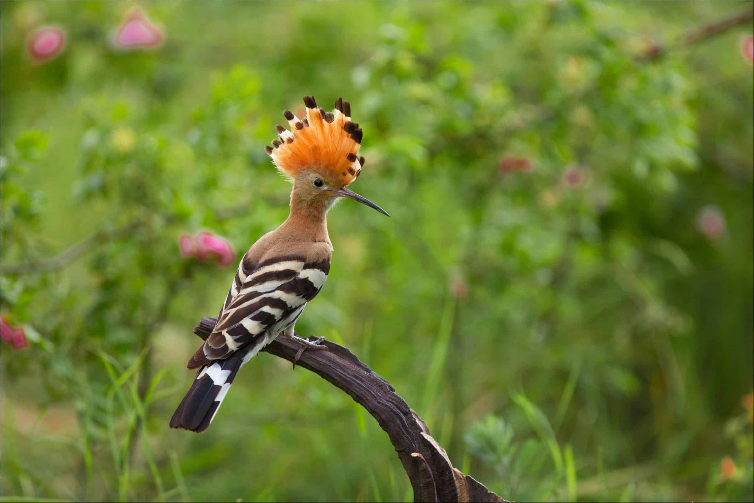 2560x1707 Hoopoe Picture
