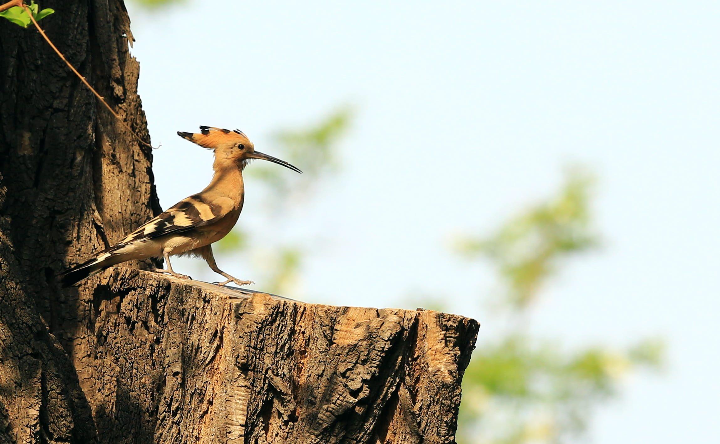 2298x1416 hoopoe 1080P, 2k, 4k Full HD Wallpaper, Background Free Download