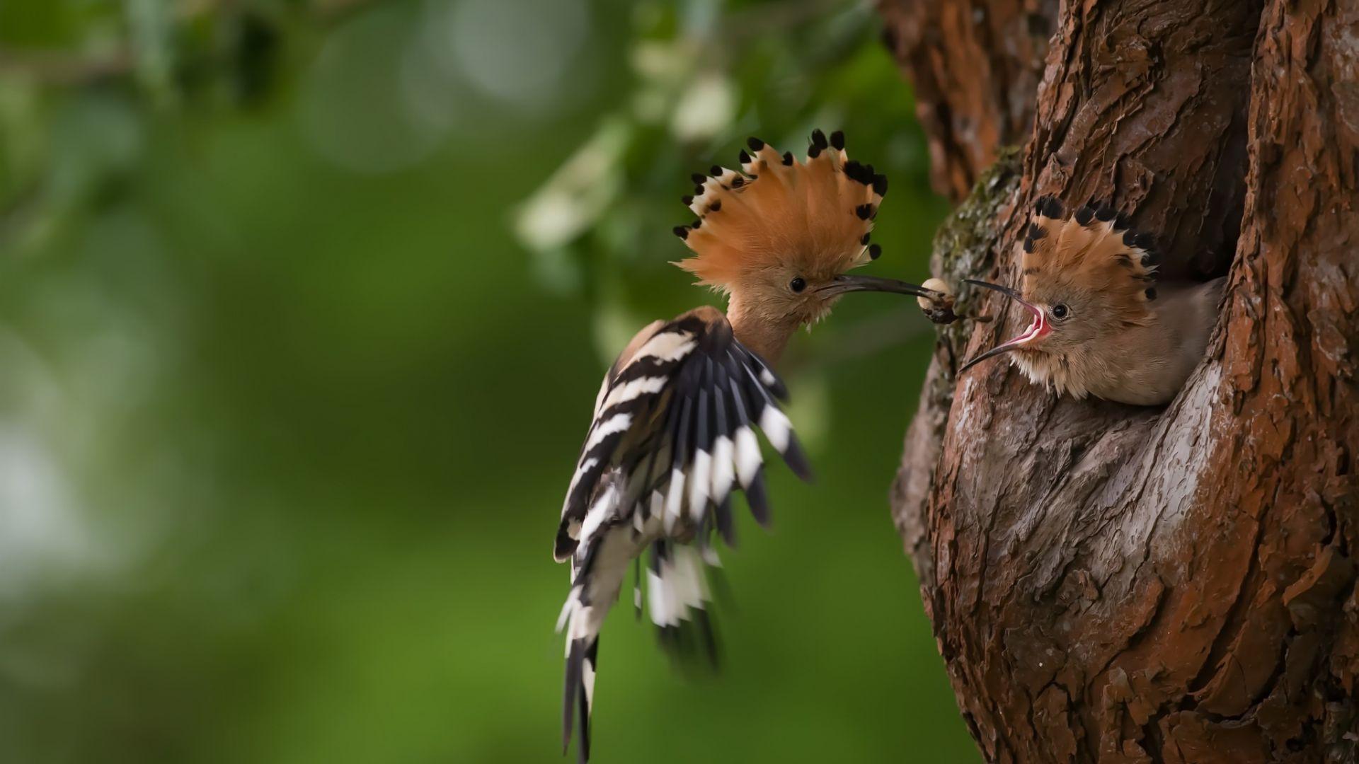 Hoopoe Wallpapers - Top Free Hoopoe Backgrounds - WallpaperAccess