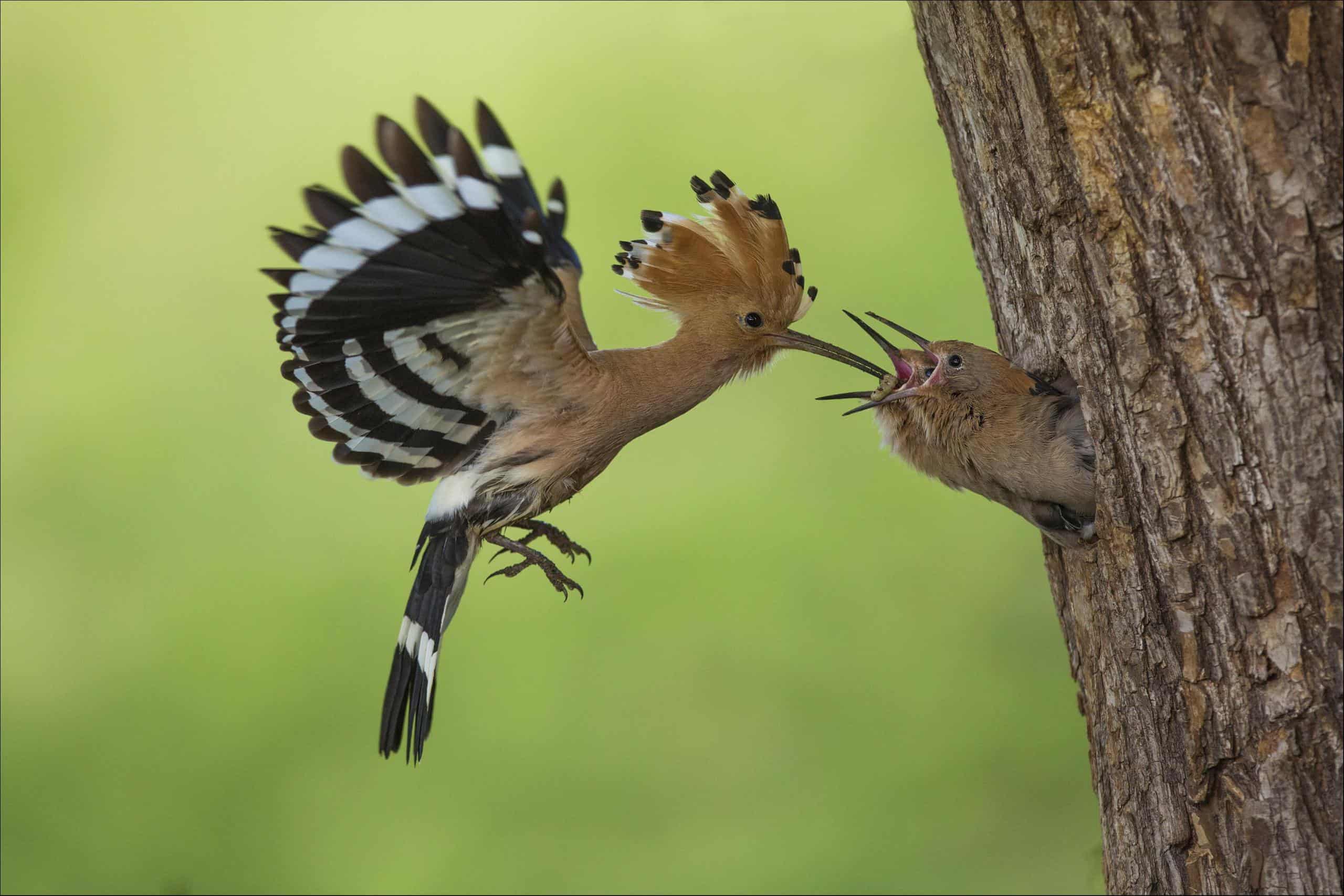 2560x1707 Hoopoe Picture
