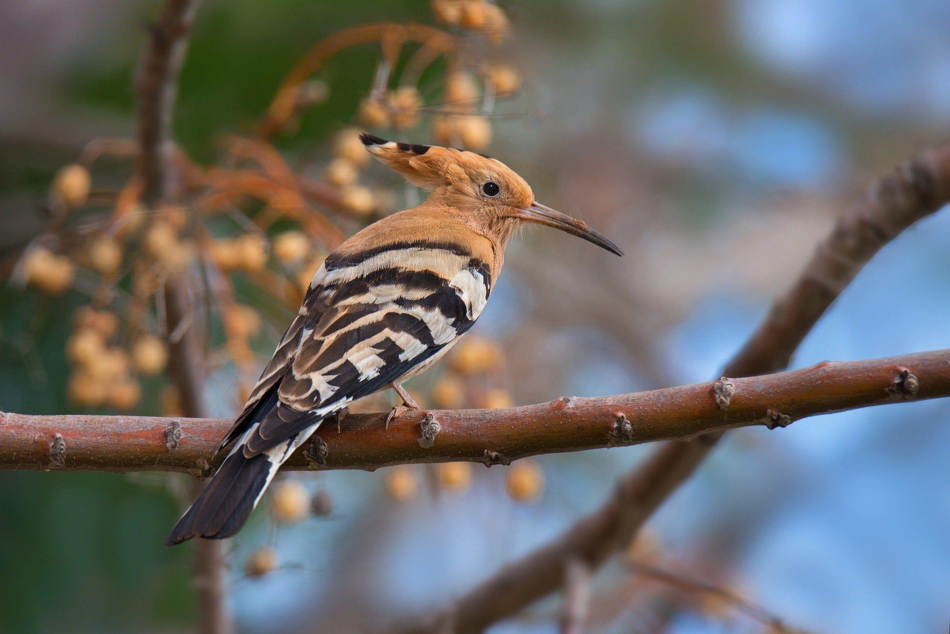 1920x1282 Hoopoe Bird