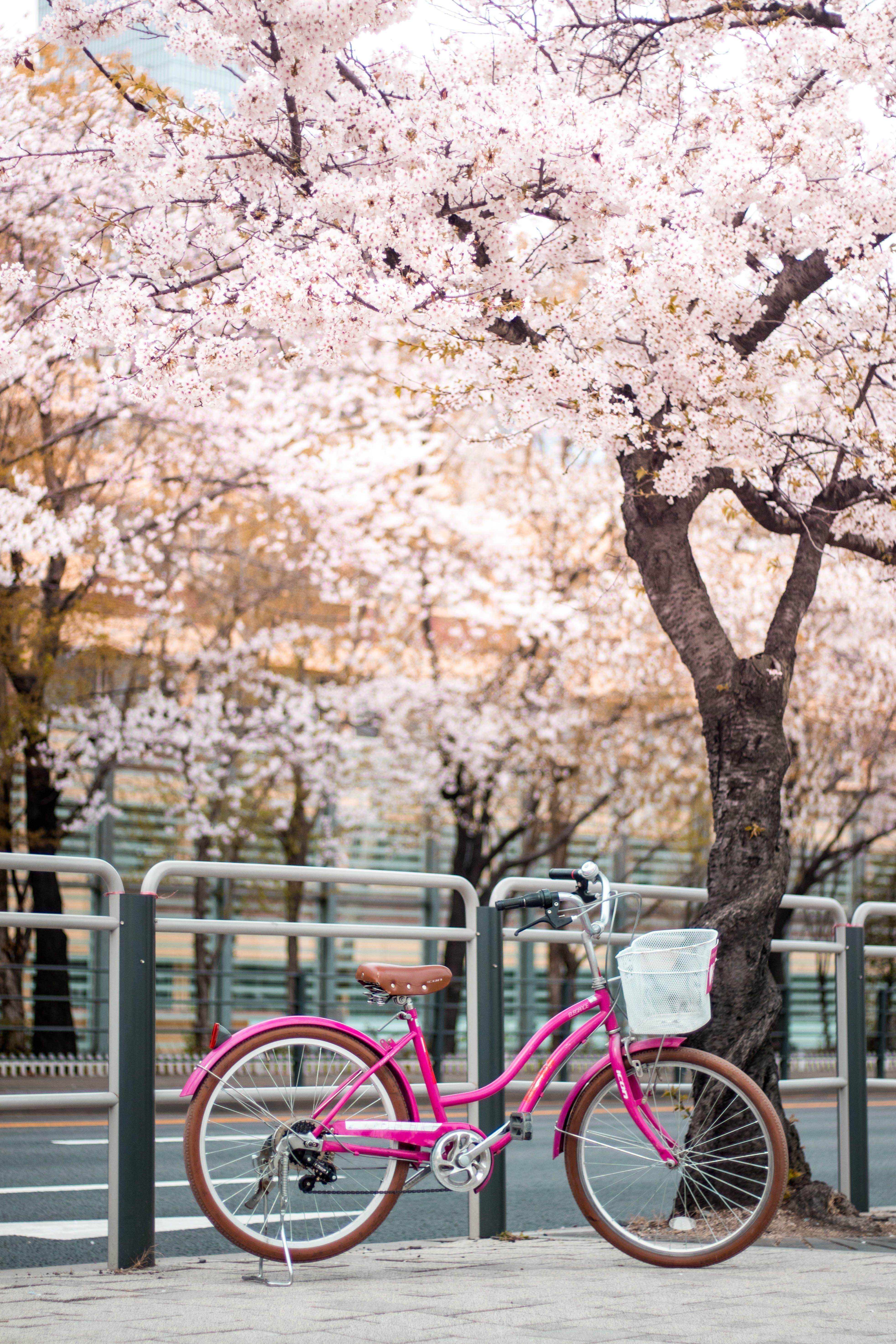 3928x5892 Vintage Bicycle Photo, Download The BEST Free Vintage Bicycle & HD Image