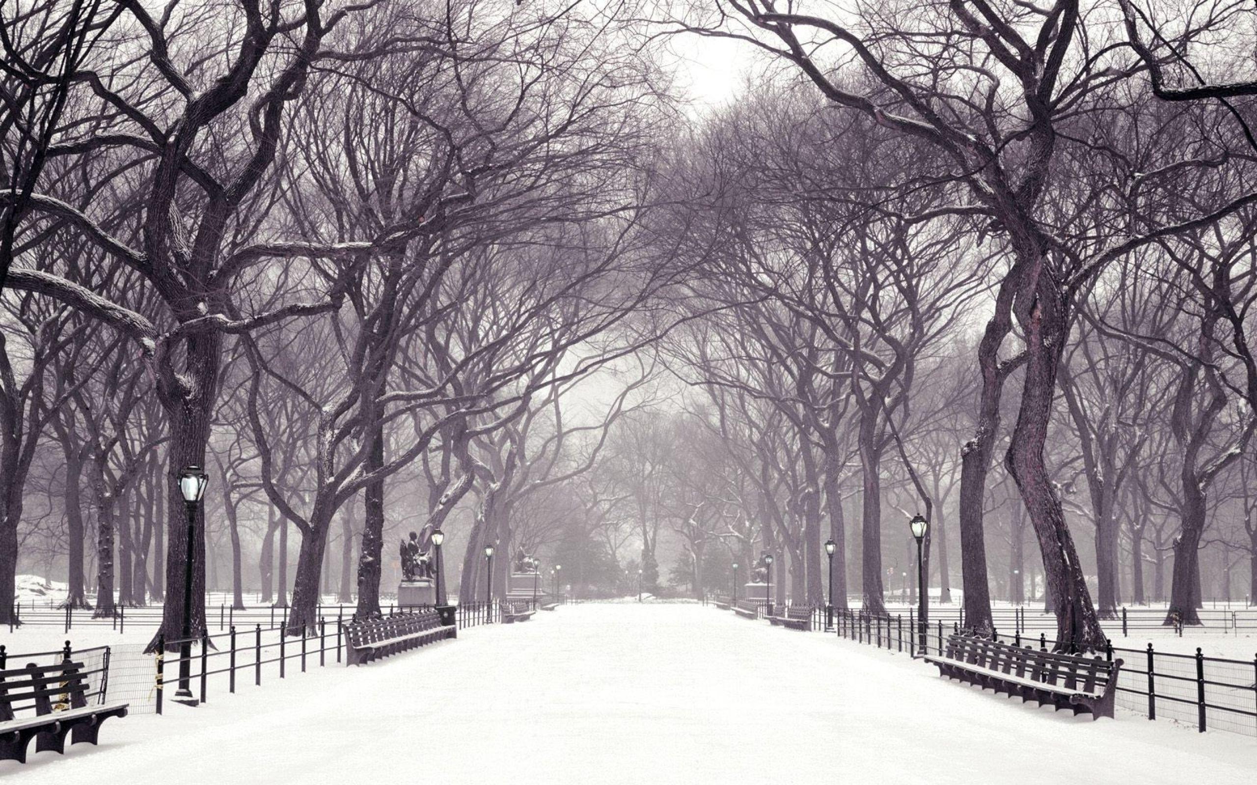 2560x1600 Winter in Central Park wallpaper