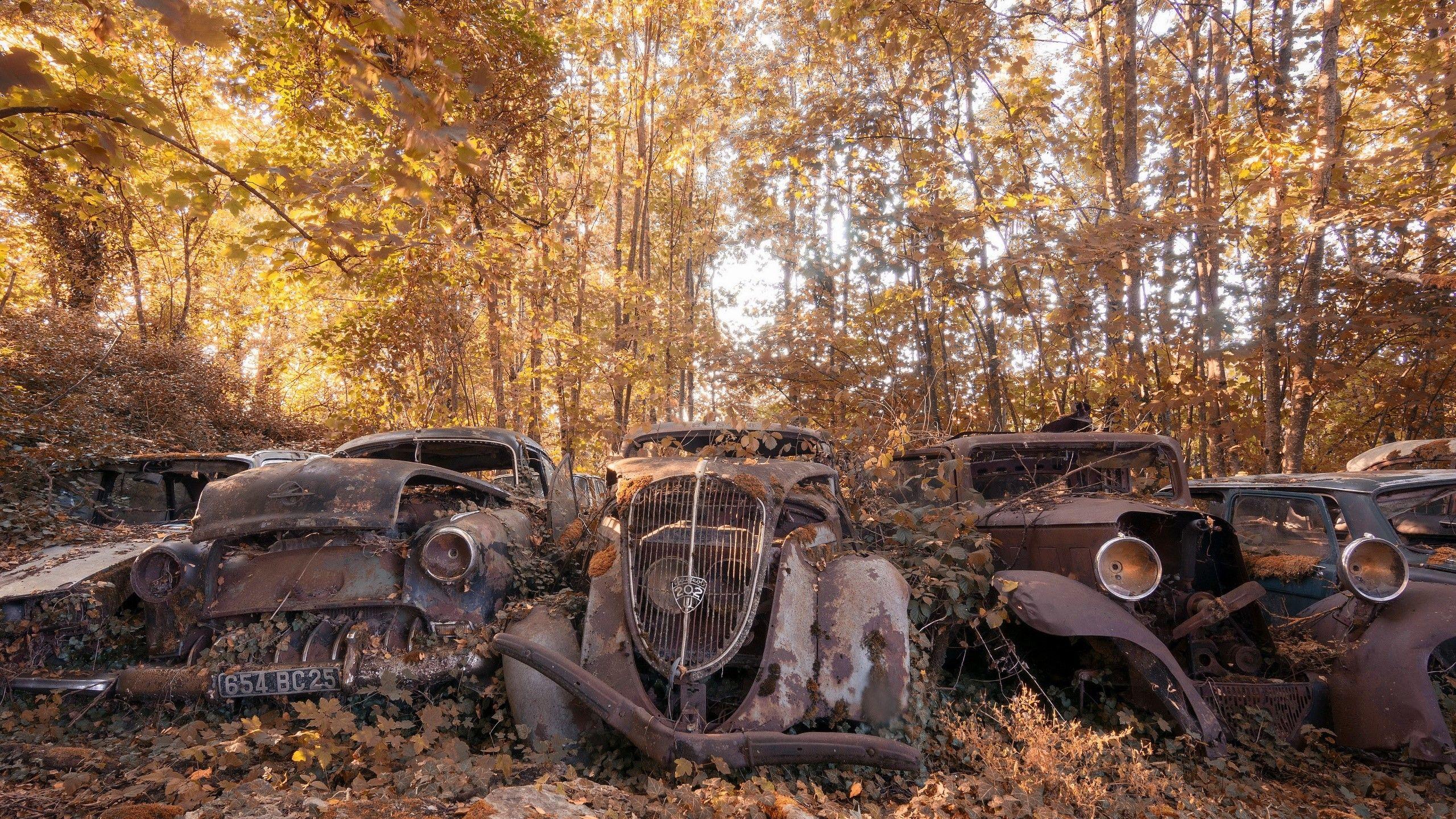 2560x1440 rust, car, outdoors, wreck, leaves, trees, vehicle, old Gallery HD Wallpaper