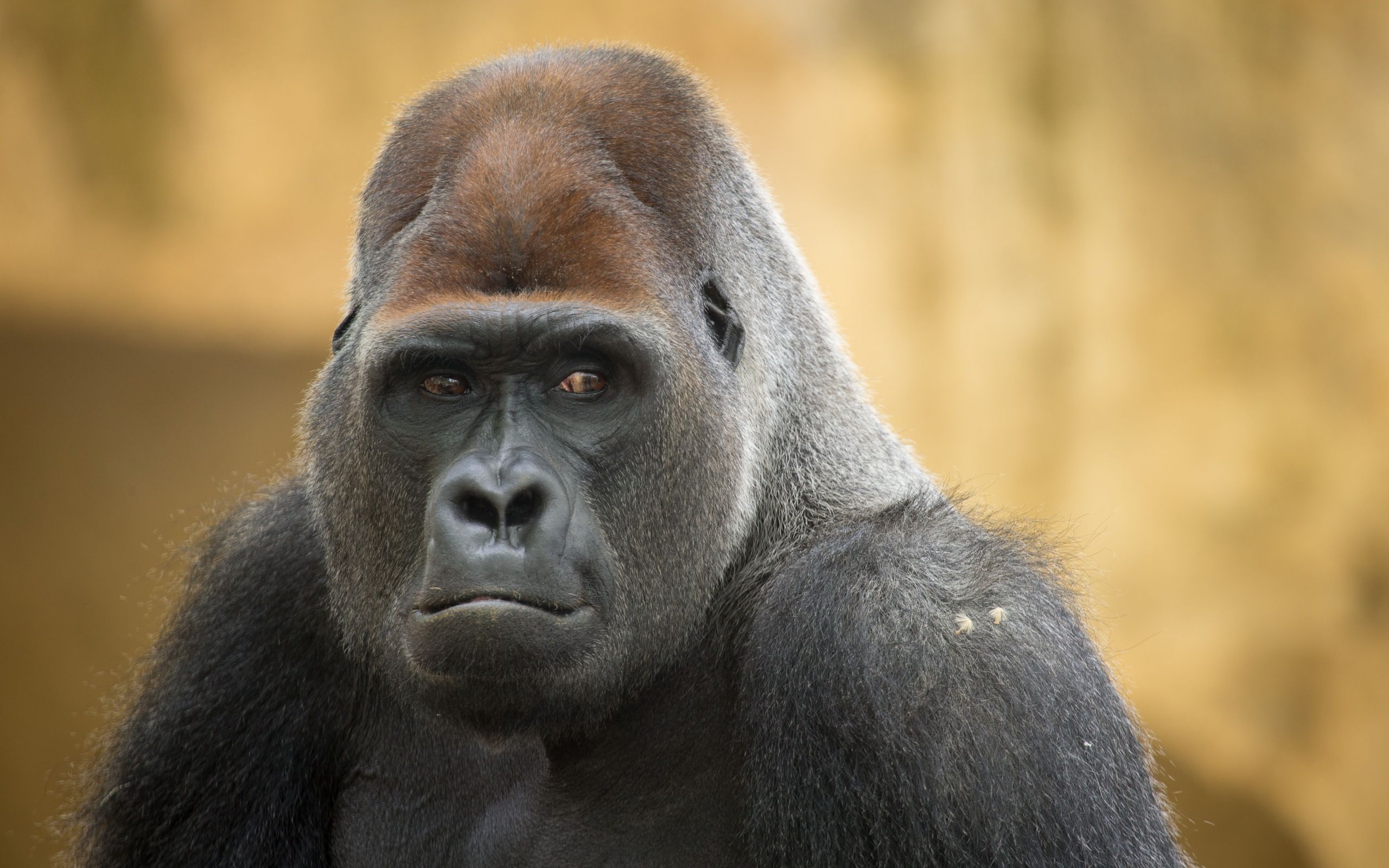 2560x1600 Gorilla HD Wallpaper and Background