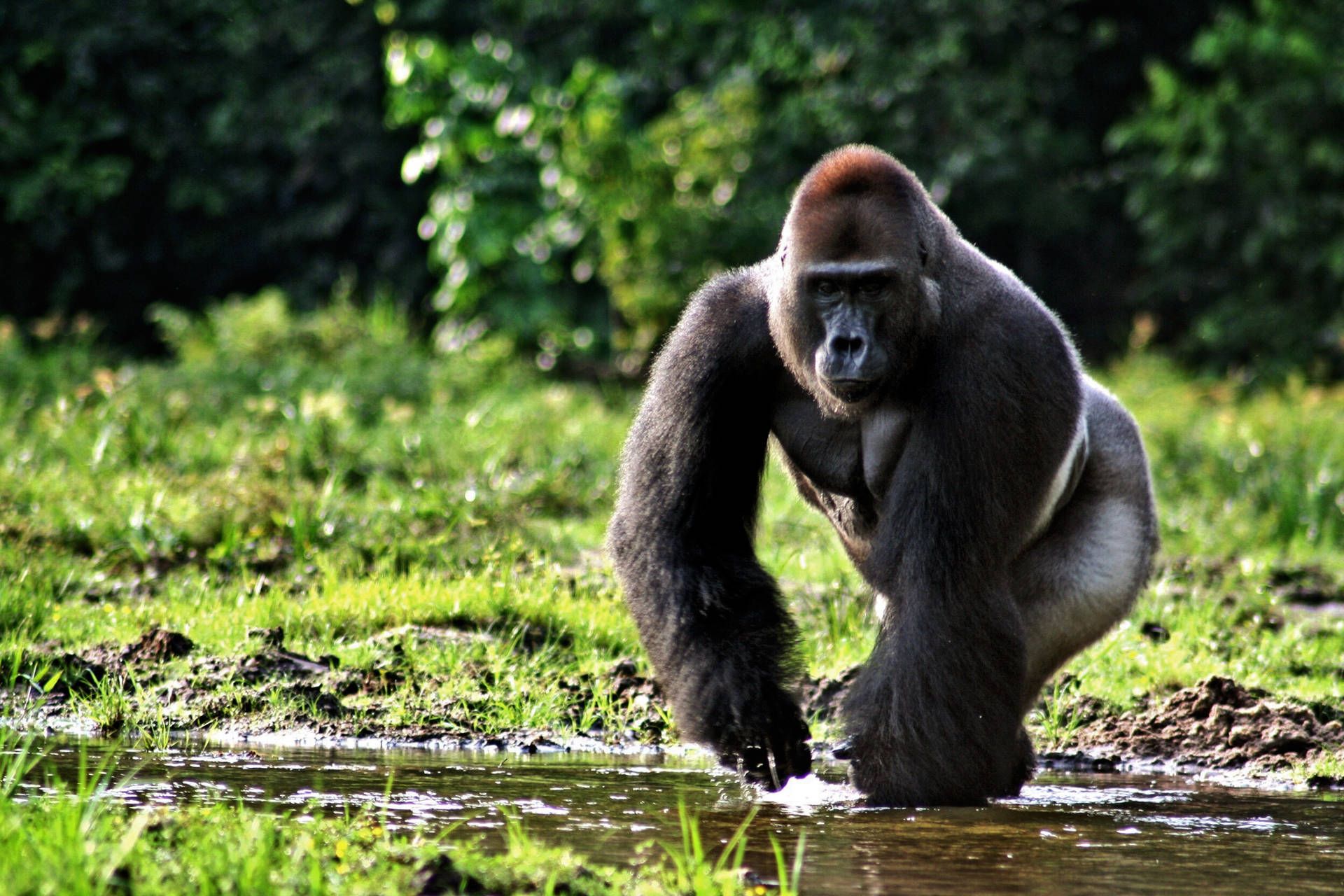 1920x1280 Download Silverback Gorilla Running Through Wallpaper
