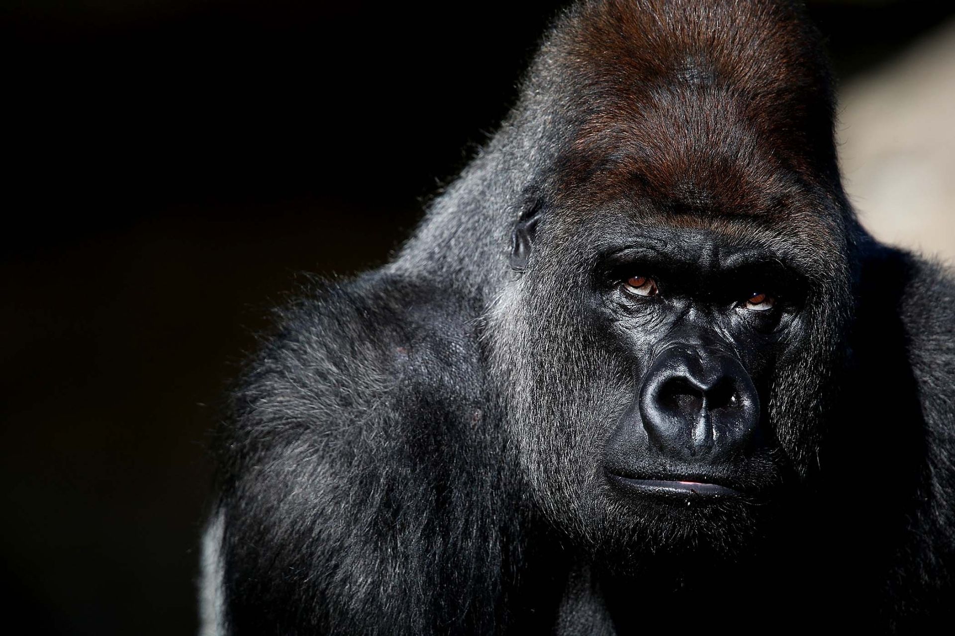 1920x1280 Gorilla Wallpaper