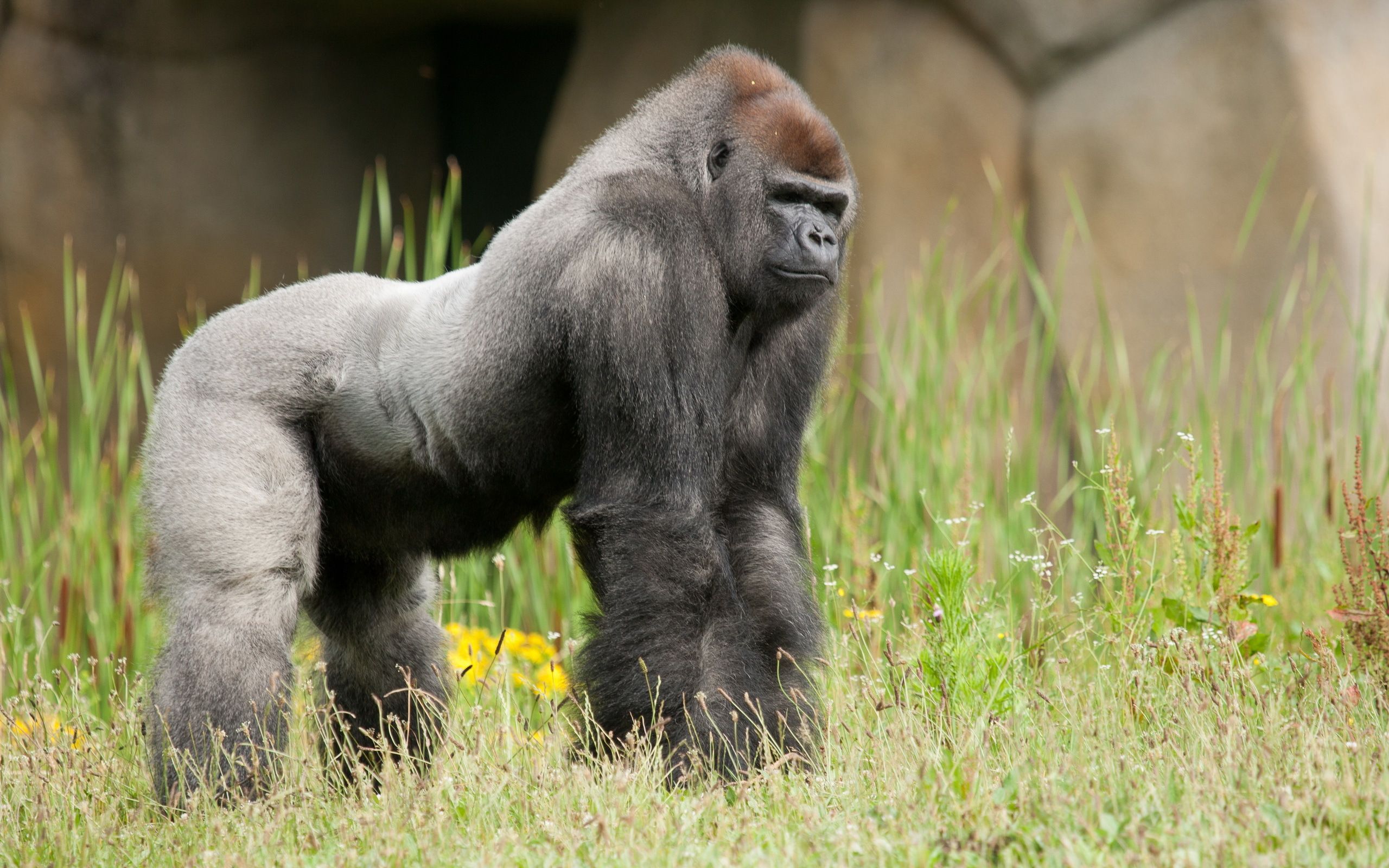 2560x1600 Mountain Gorilla. Gorilla wallpaper, Gorilla, Animals image