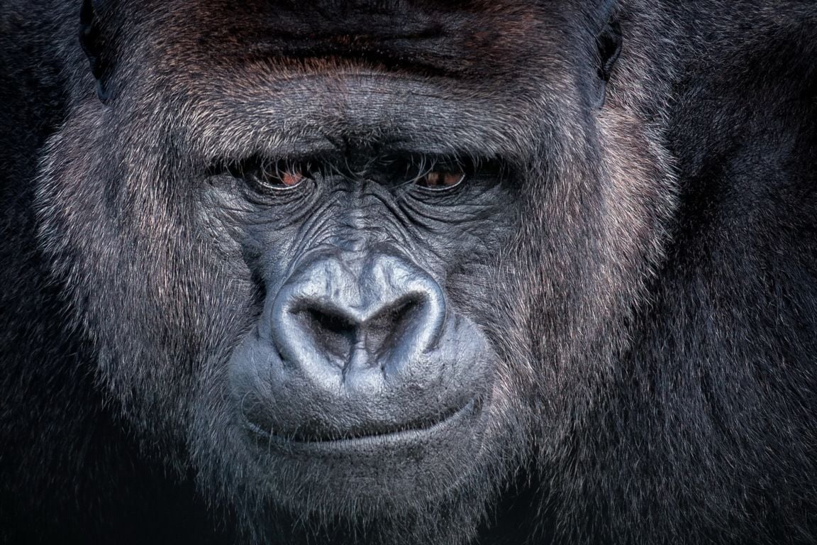 Silverback Gorilla Wallpapers - Top Free Silverback Gorilla Backgrounds ...