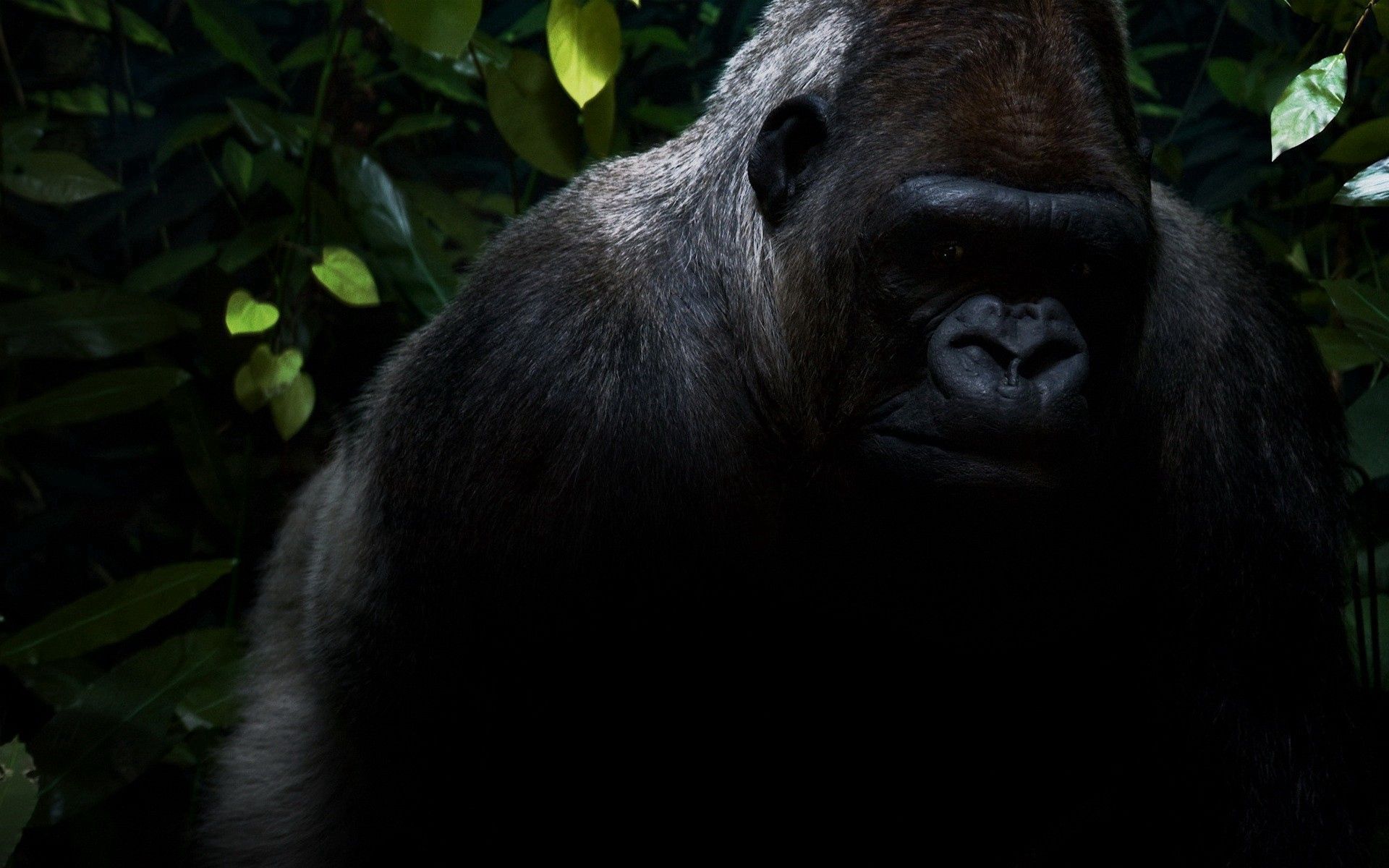 Silverback Gorilla Wallpapers - Top Free Silverback Gorilla Backgrounds