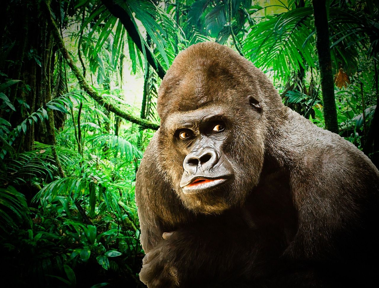1280x973 Gorilla Silverback Ape