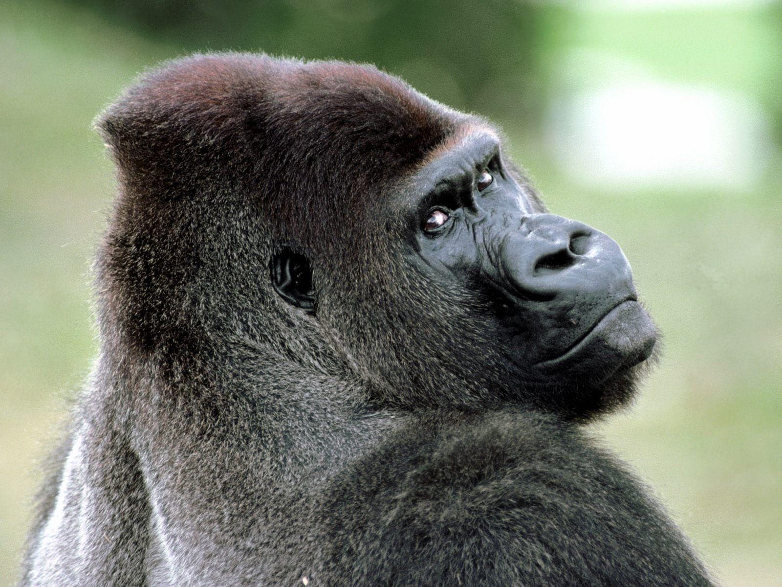 1600x1200 Gorilla Wallpaper
