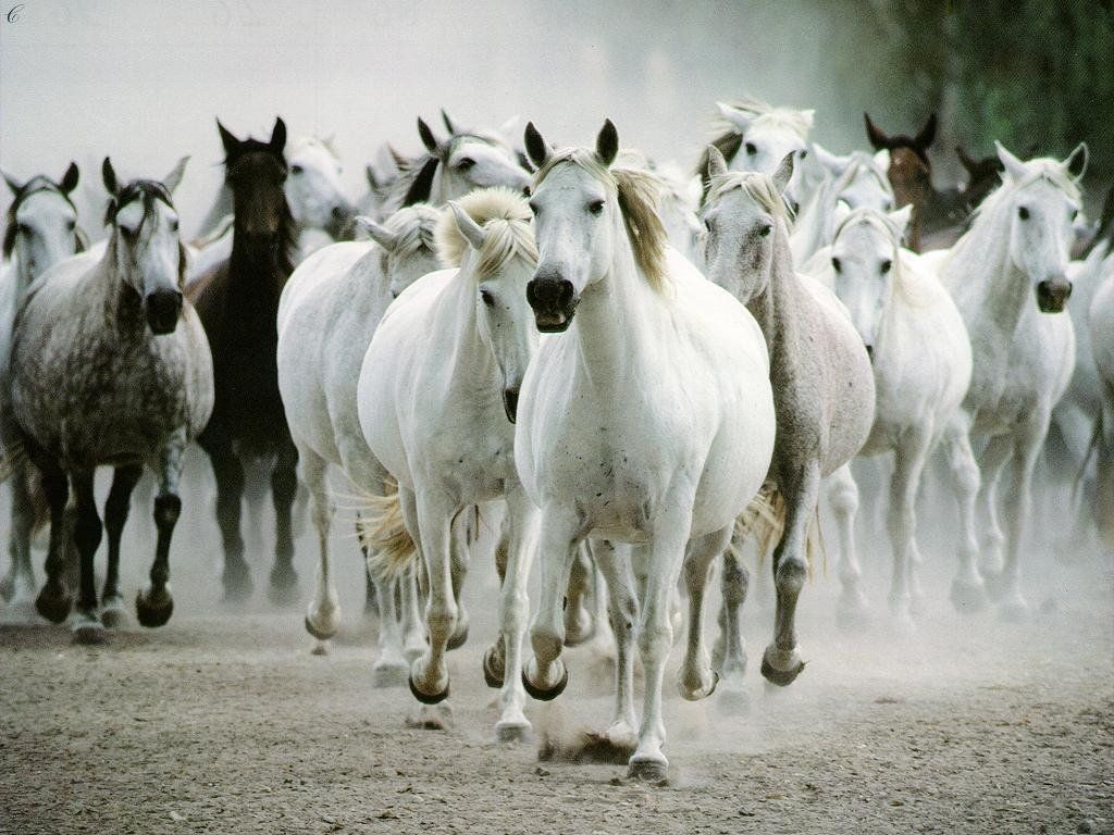 1024x768 Free download Image Gallary 7 Beautiful Horses Wallpaper for Desktop [1024x768] for your Desktop, Mobile & Tablet. Explore Beautiful Horse Wallpaper. Horse Wallpaper, Horse Background, Beautiful Horse Wallpaper