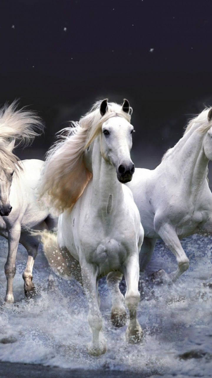 720x1280 Wallpaper / Animal Horse Phone Wallpaper, Fantasy, White, Ocean, Sea, 720x1280 free download