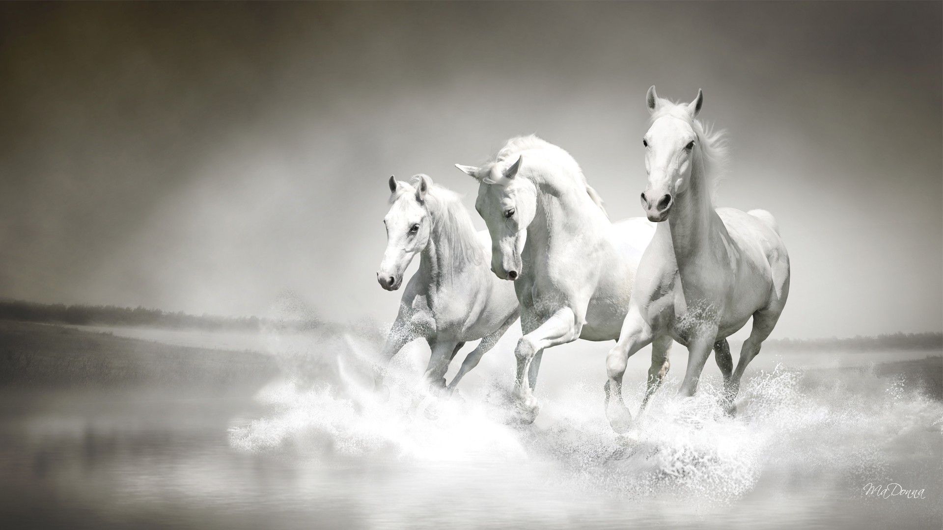 1920x1080 White Horse Wallpaper