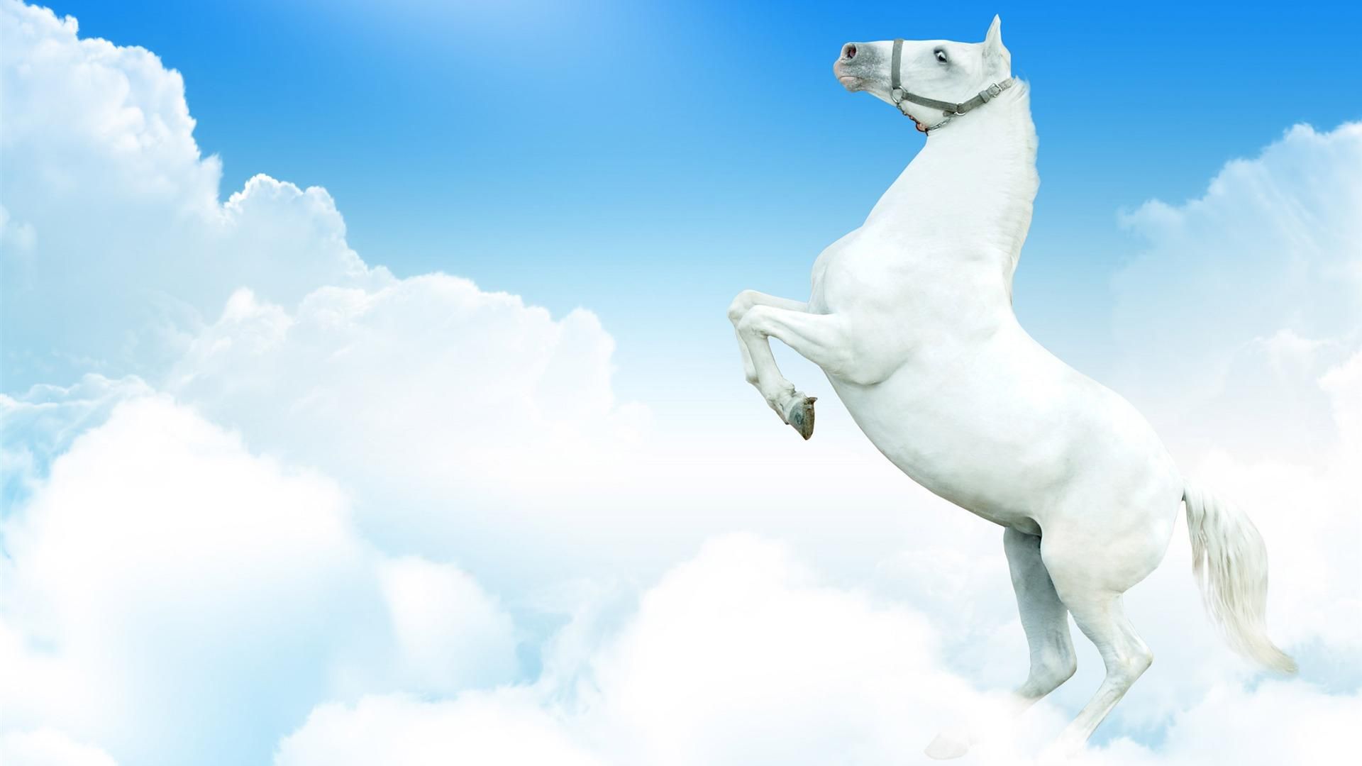 1920x1080 Free download White Horse Wallpaper Picture Image [1920x1080] for your Desktop, Mobile & Tablet. Explore White Horse Wallpaper. Horse Wallpaper, Horse Background, Horse With White Background