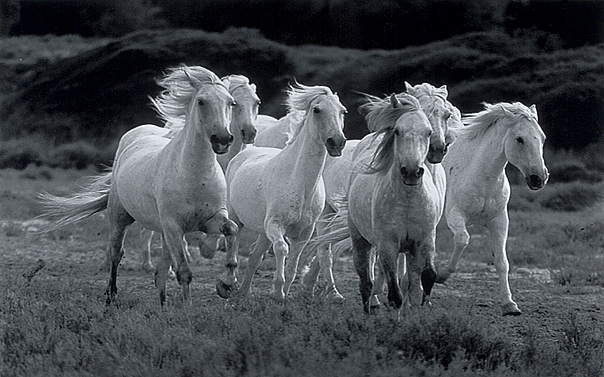 1920x1200 White Horses Wallpaper