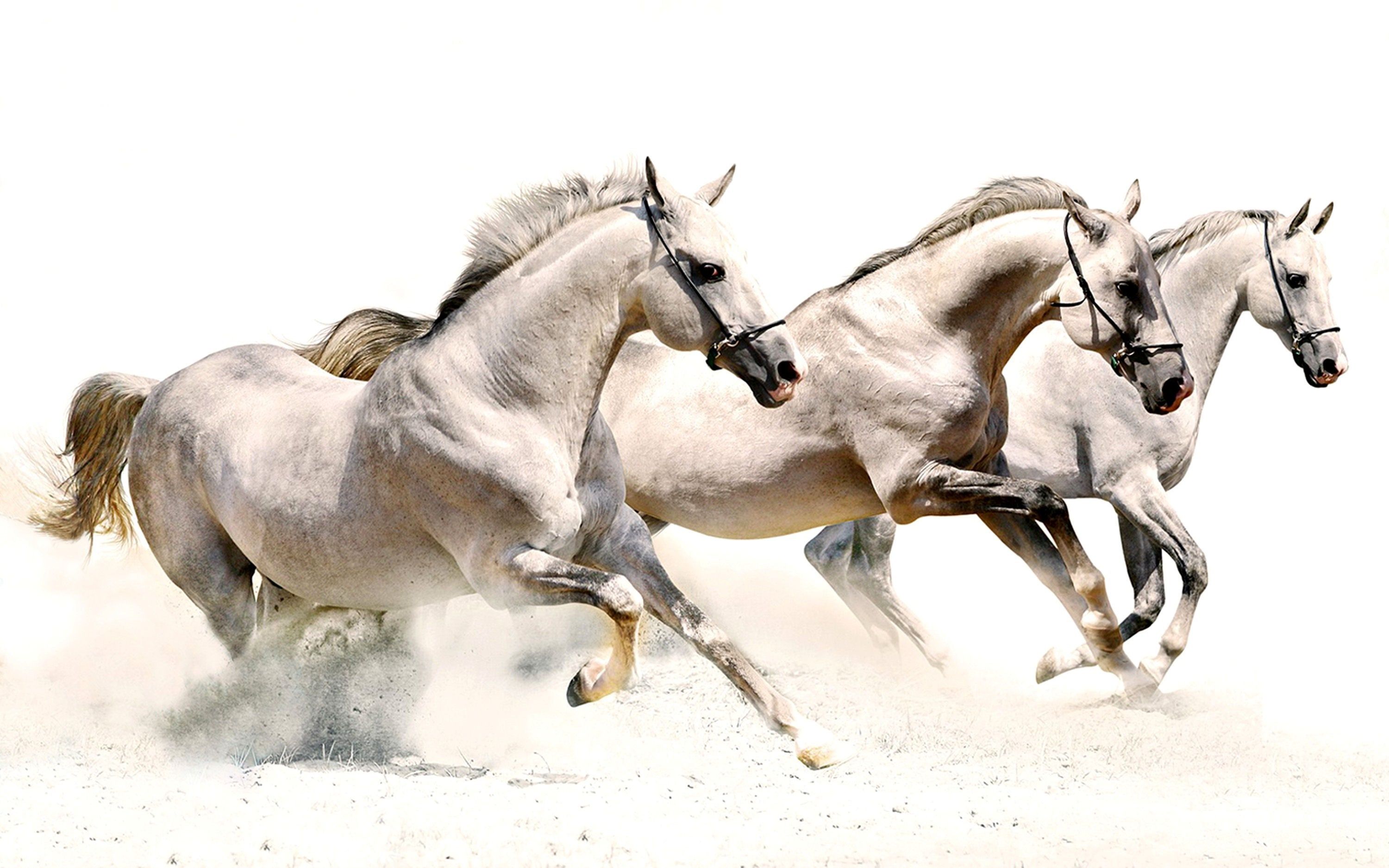 3000x1875 High Resolution Wallpaper horse Gallery HD Wallpaper