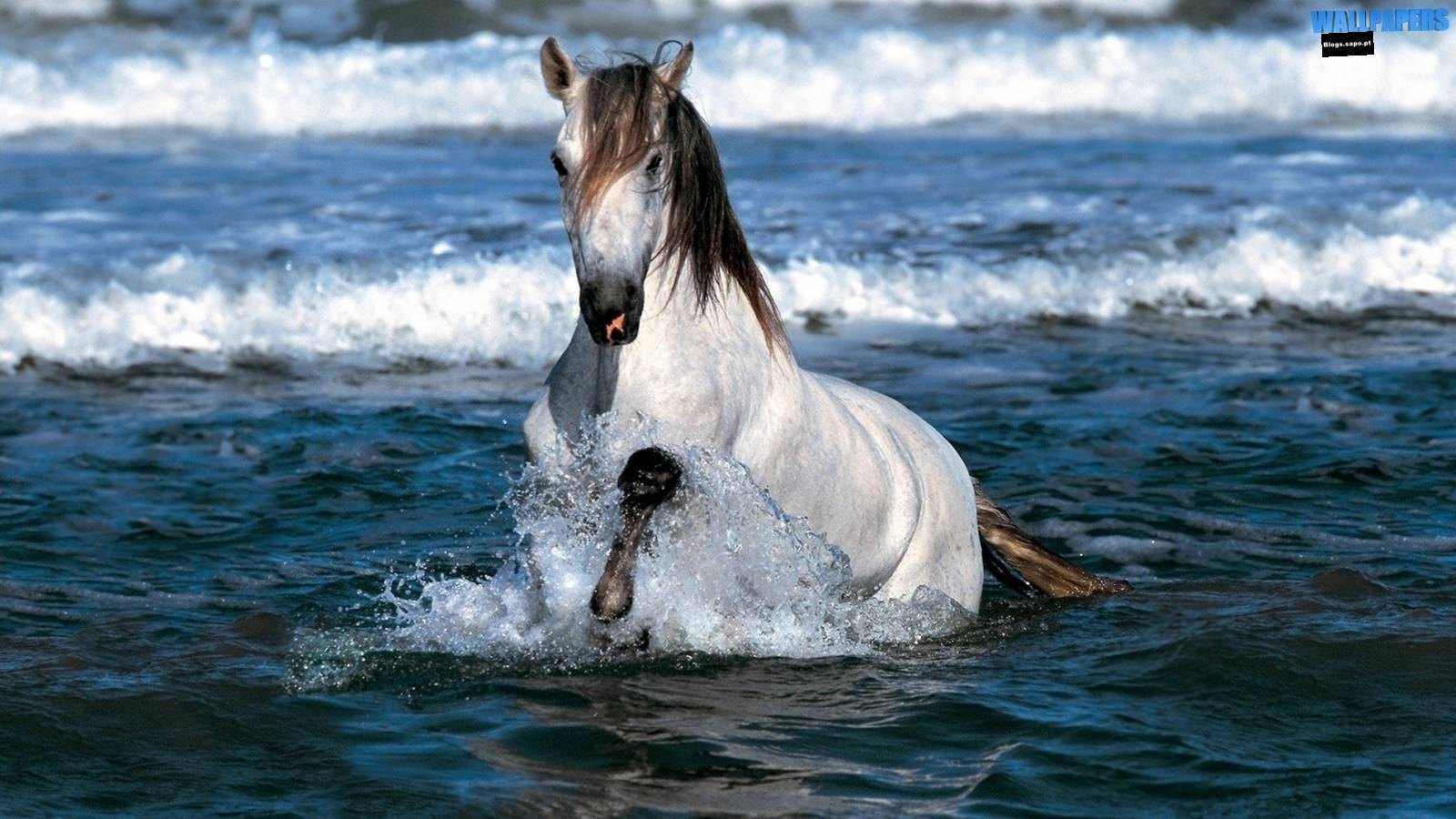 1600x900 horse. Wallpaper 29 HD