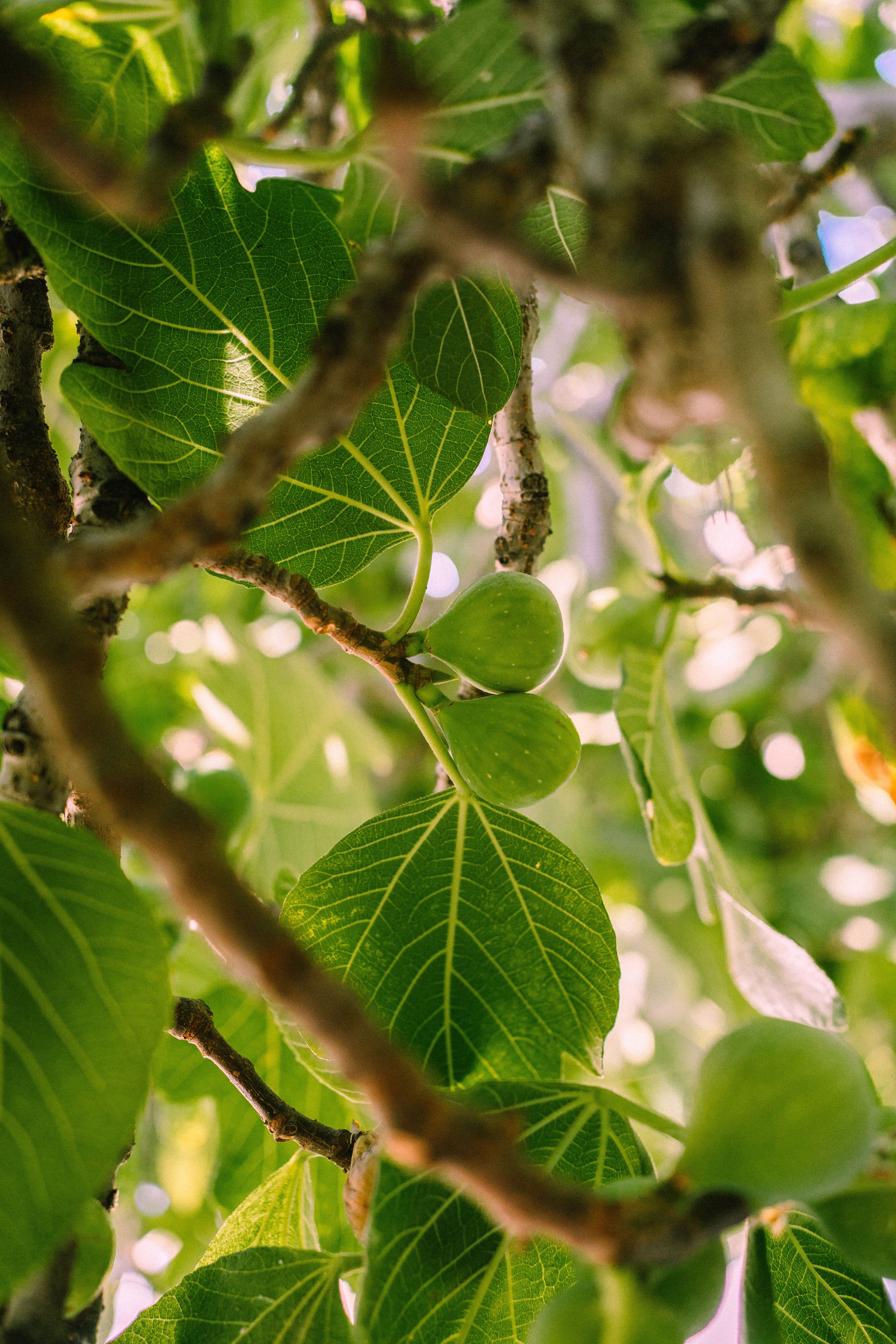 4000x6000 Fig Tree Branches · Free