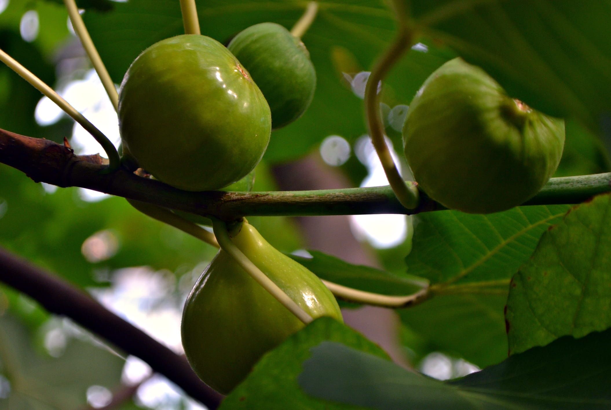 Fig Tree Wallpapers Top Free Fig Tree Backgrounds WallpaperAccess 9506723