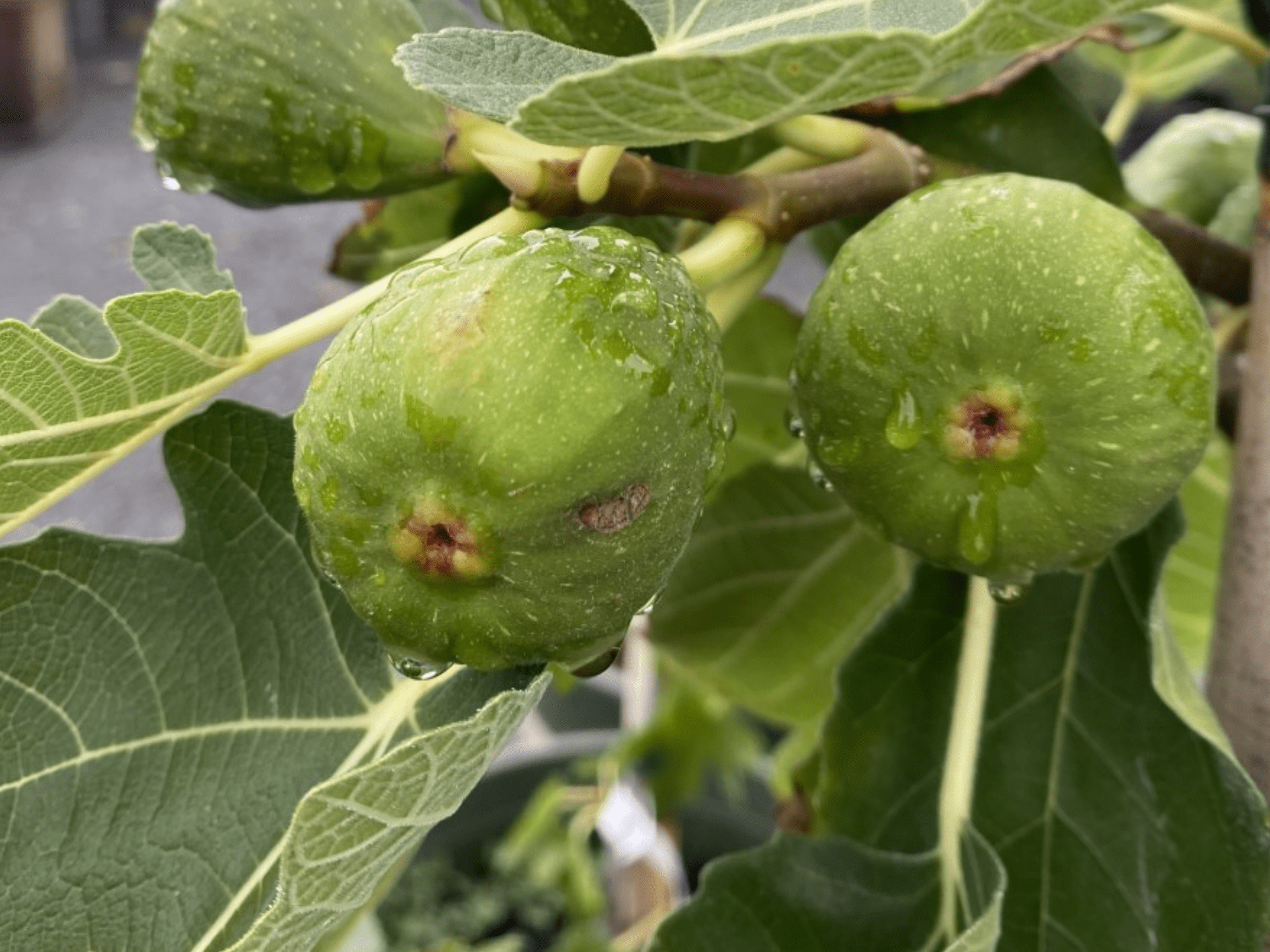 Fig Tree Wallpapers - Top Free Fig Tree Backgrounds - WallpaperAccess