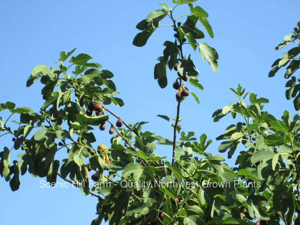 1024x768 Texas Ever Bearing Fig Tree -20 Inches Tall Nearly Seedle
