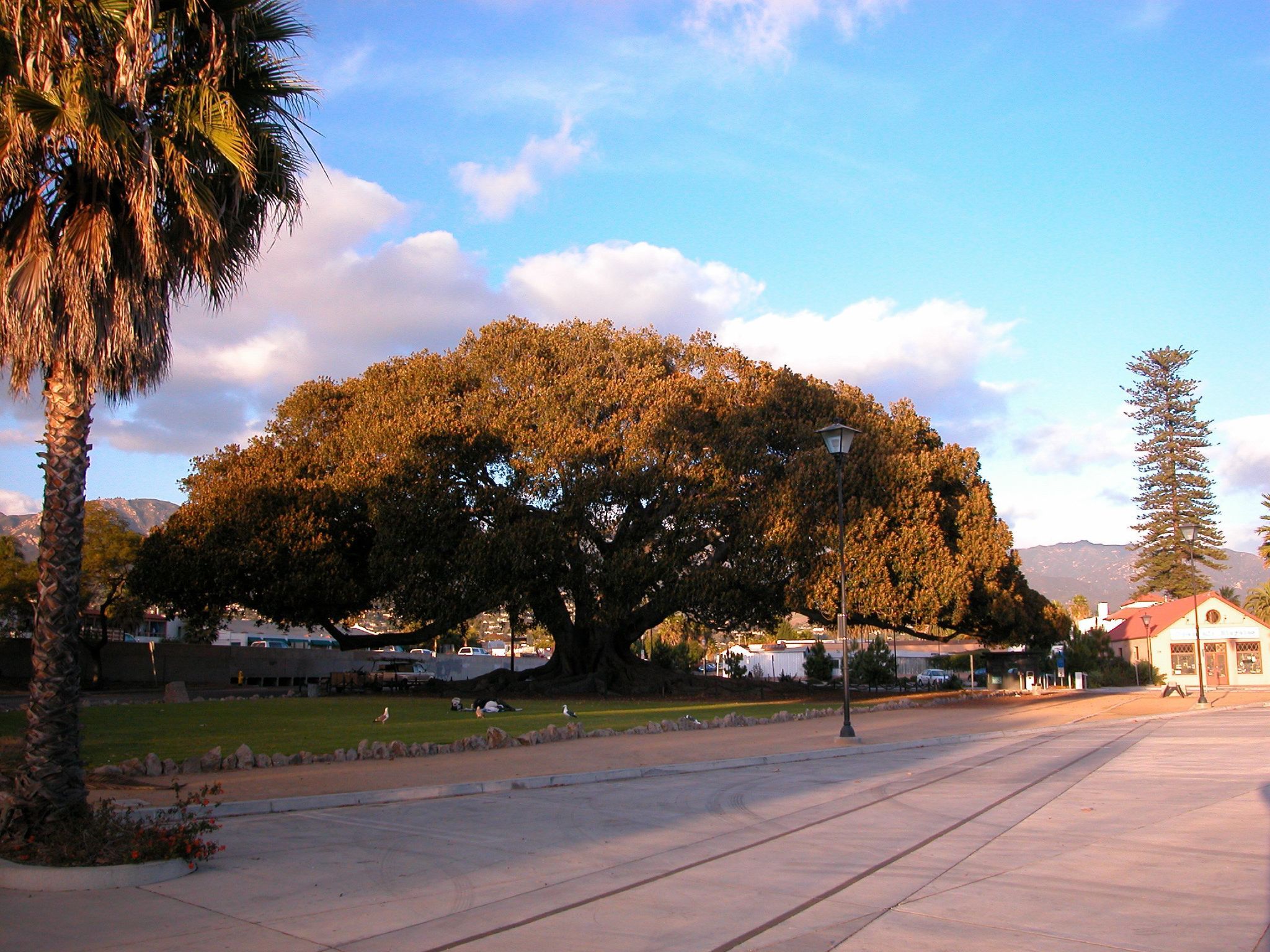 2048x1536 Moreton Bay Fig Tree (Santa Barbara, California)