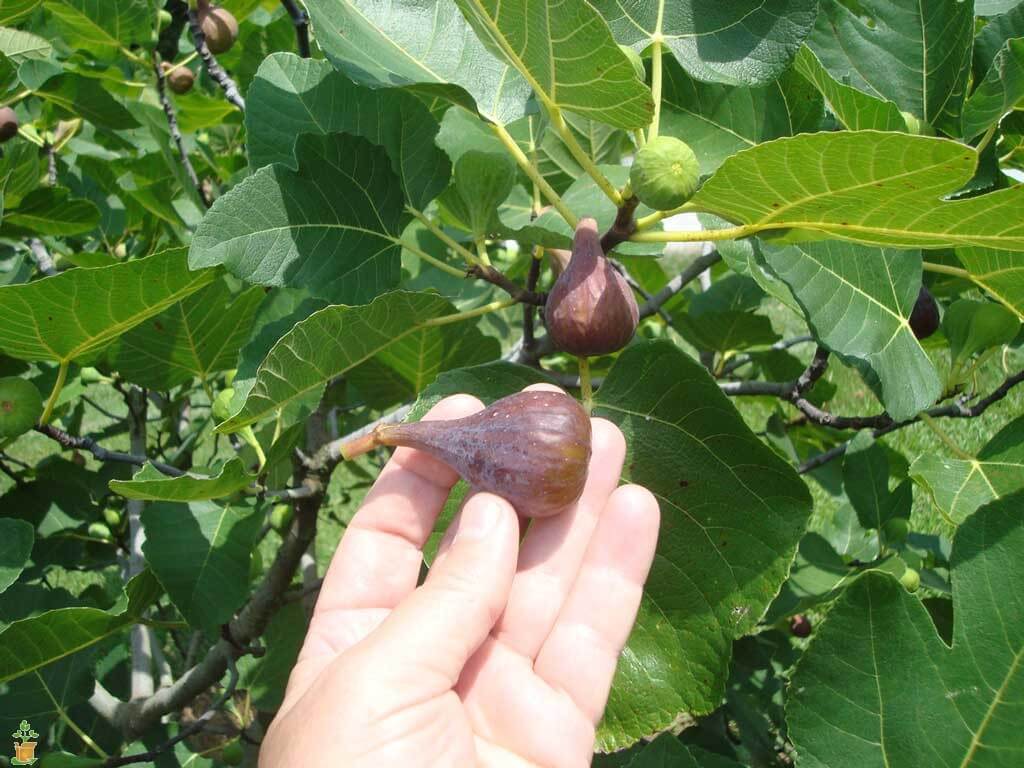 1024x768 How to Grow Figs in Your Garden or in a Pot