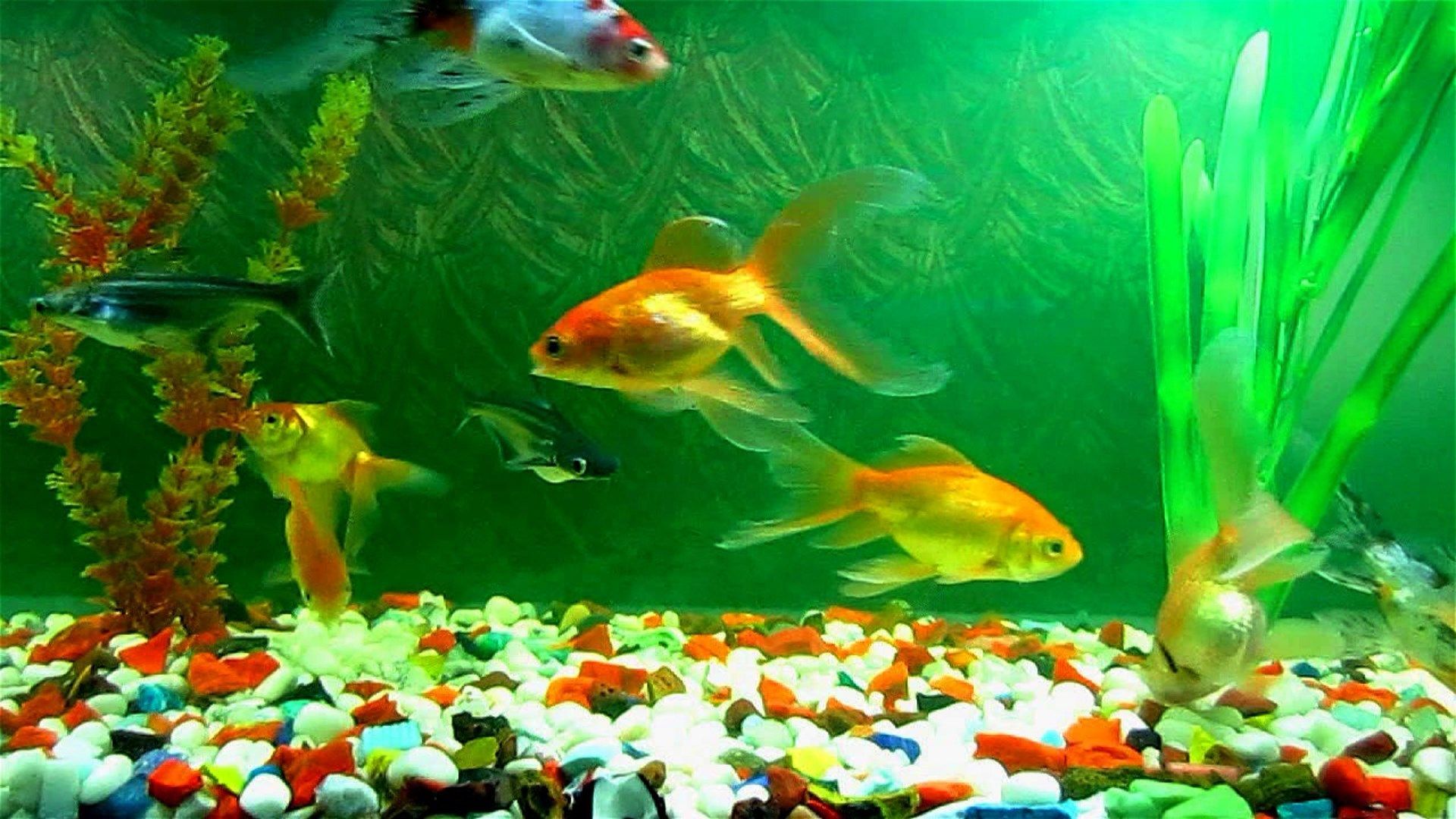 Moving Fish Wallpapers - Top Free Moving Fish Backgrounds - WallpaperAccess