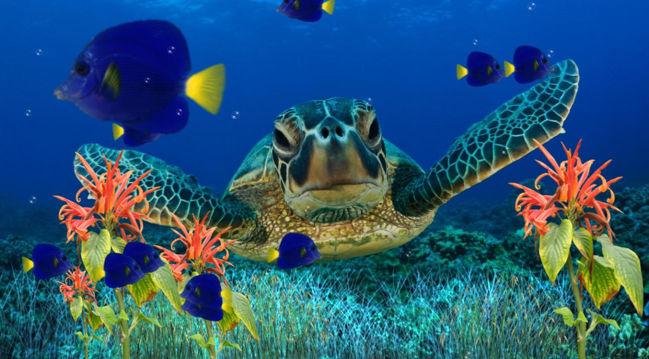 Moving Fish Wallpapers - Top Free Moving Fish Backgrounds - WallpaperAccess