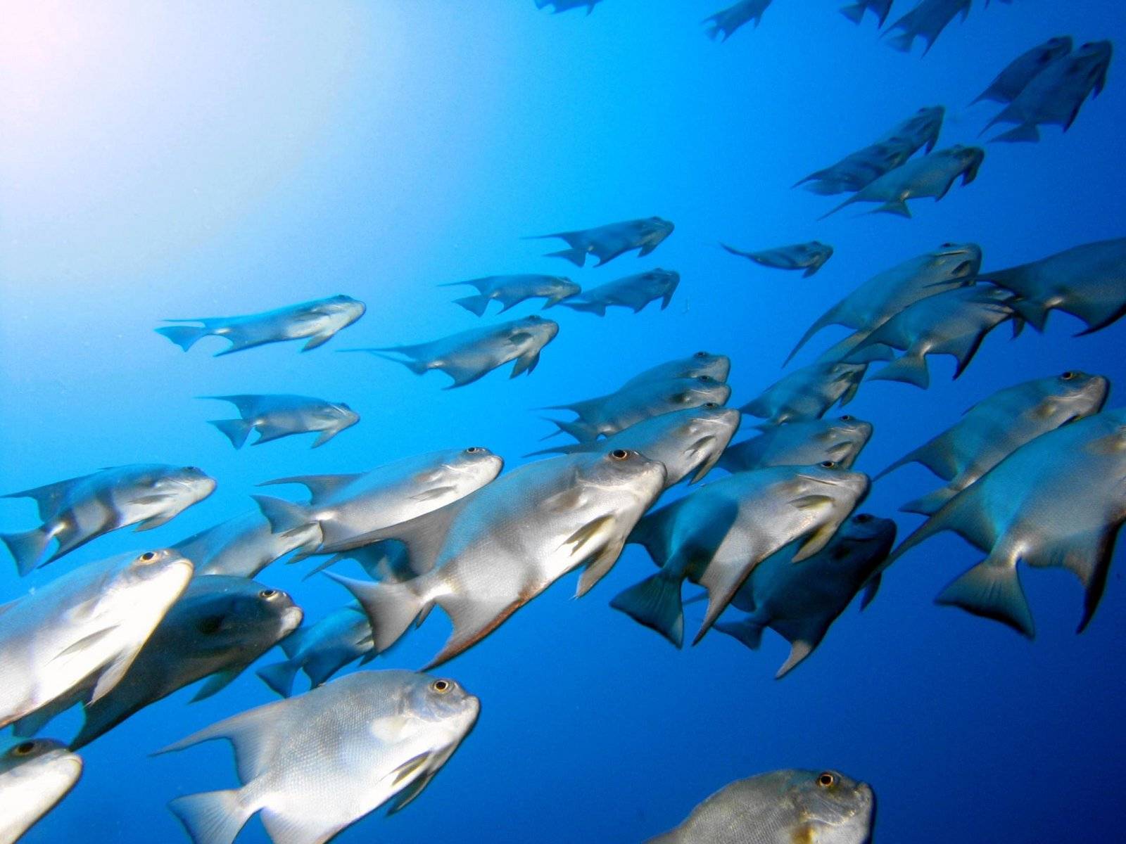 1600x1200 Hd Moving Fish Wallpaper Download