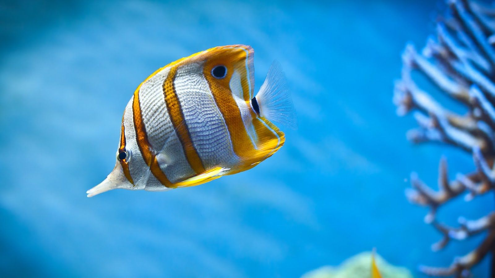 1600x900 Free download Animated Fish Wallpaper Free Animated Wallpaper [1600x900] for your Desktop, Mobile & Tablet. Explore Moving Fish Wallpaper for Desktop. Fish Desktop Wallpaper Moving, Free Live Moving Fish