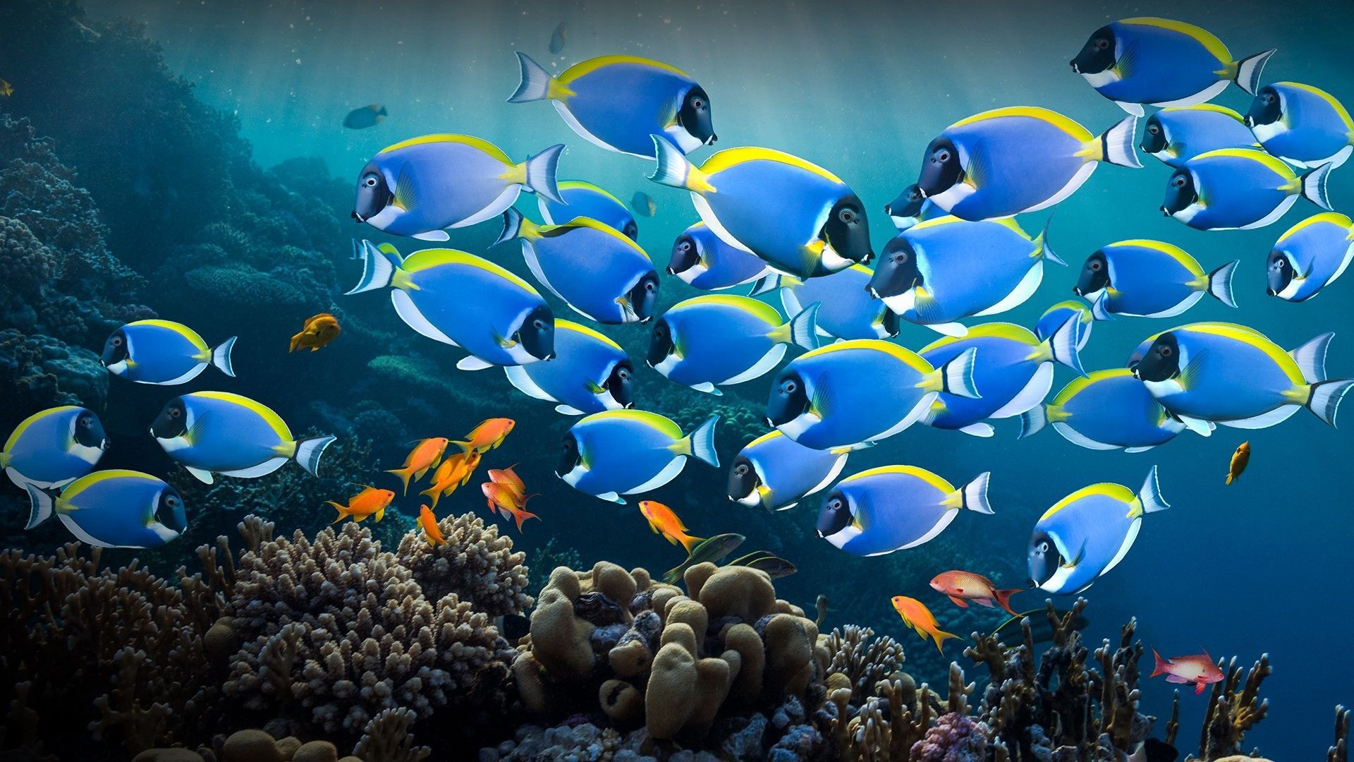 1920x1080 coral, Egypt, Powder Blue Tang, coral reef, water, nature, underwater, fish, red sea Gallery HD Wallpaper