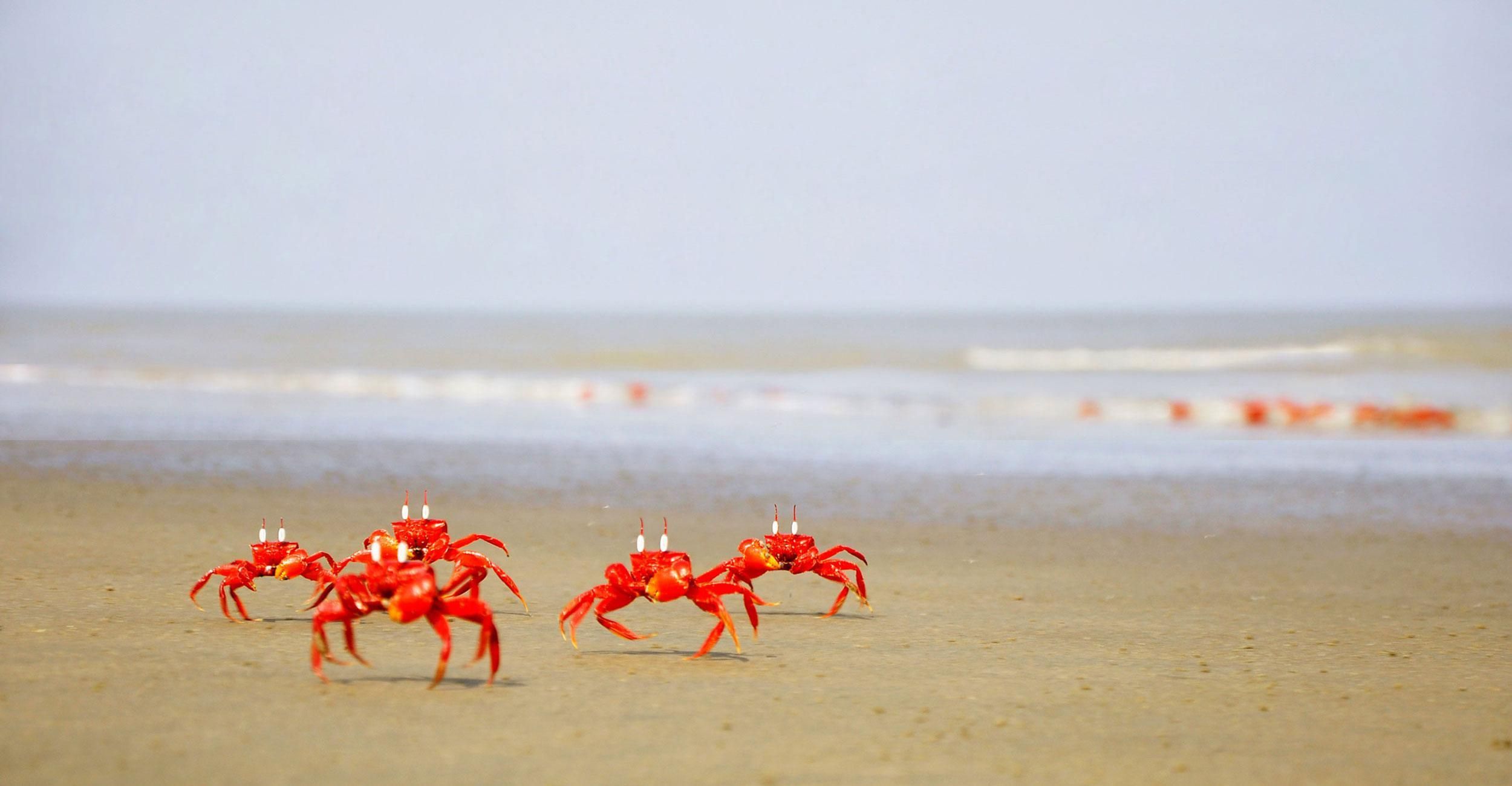 2500x1300 Cox's Bazar