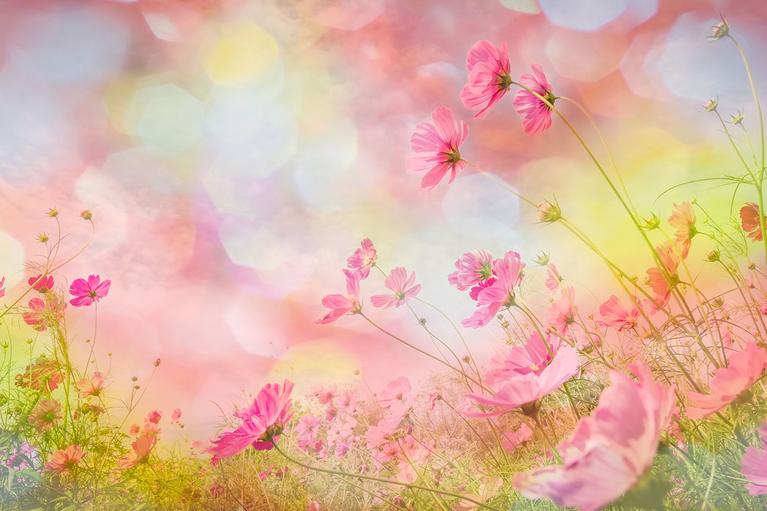 Pink Garden Wallpapers - Top Free Pink Garden Backgrounds - WallpaperAccess