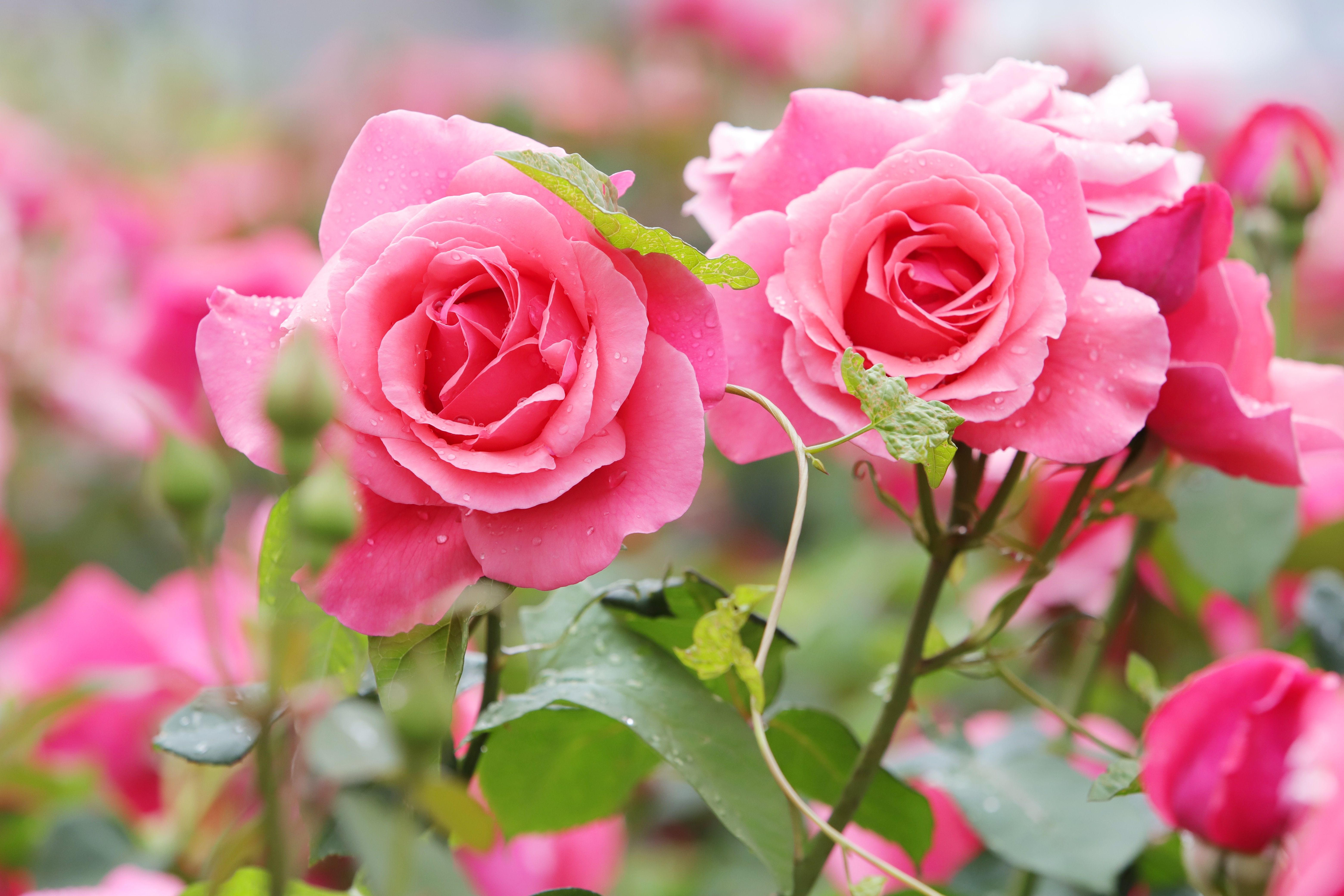 Pink Garden Wallpapers - Top Free Pink Garden Backgrounds - WallpaperAccess
