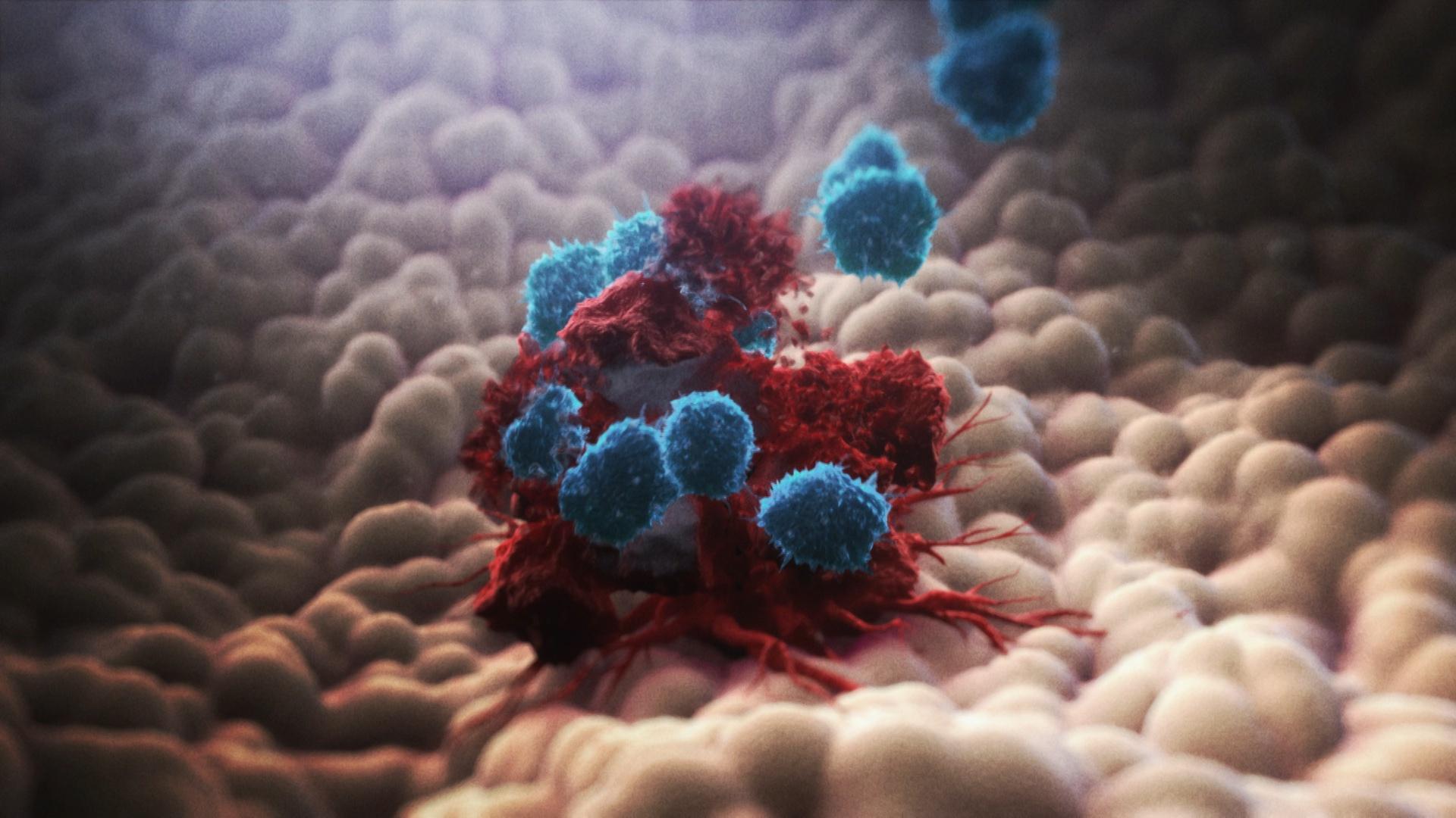 1920x1080 How the Immune System Fights Cancer