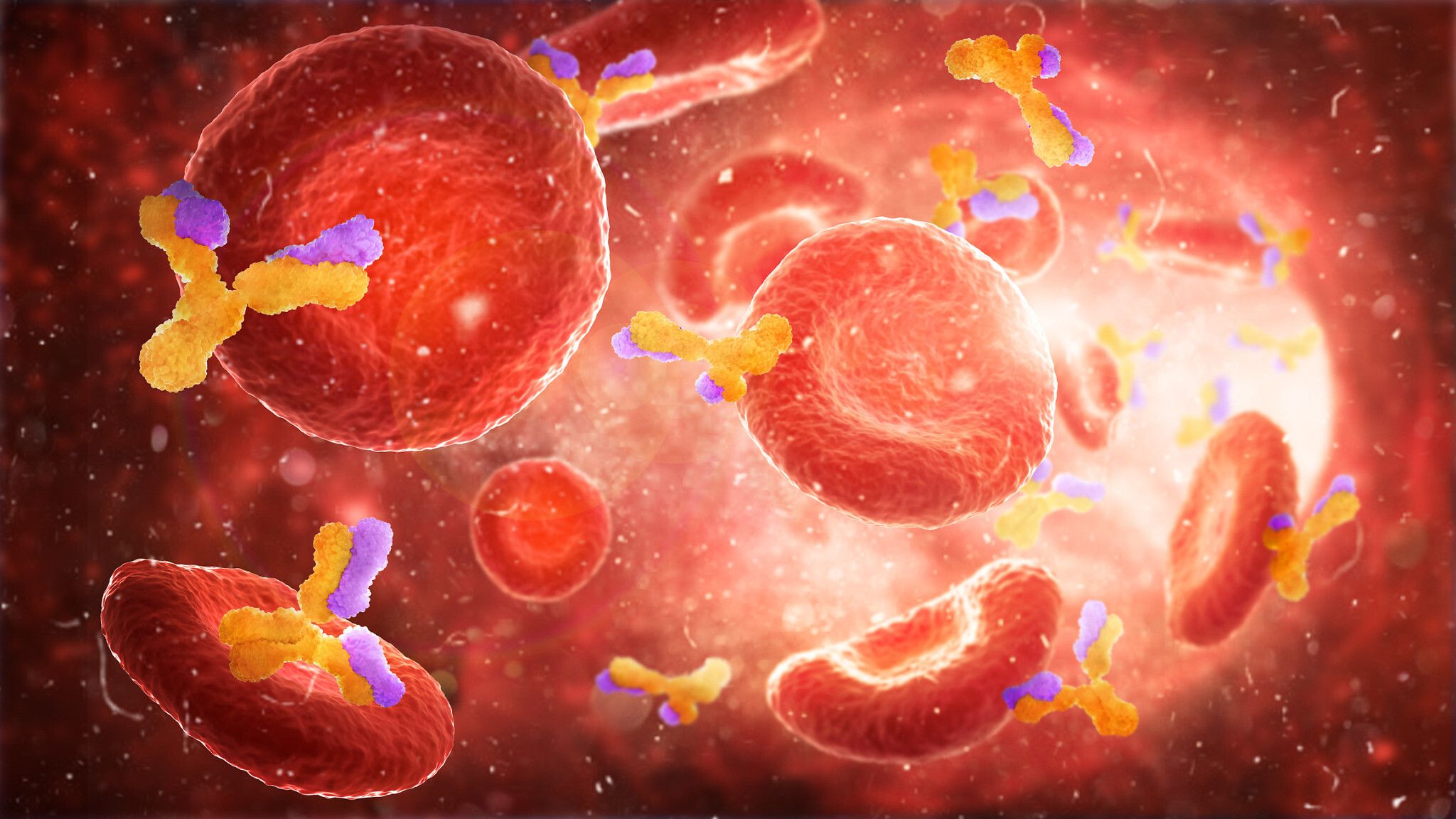 2048x1152 Immune system 'remembers' to fight off coronavirus for at least 6 months: study. The Times of Israel