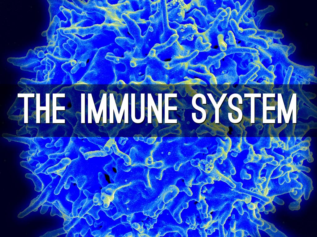 1024x768 The Immune System